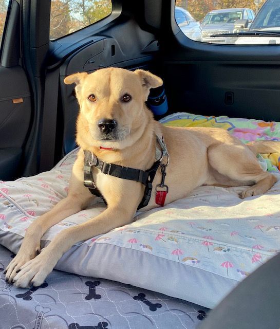Sanji, a Adoptable Jindo in Far Rockaway, NY image 4/4