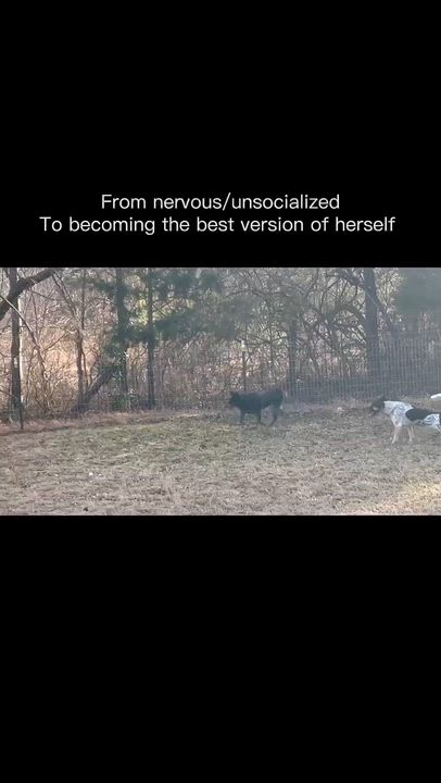 Enlarge Willow, a Adoptable Australian Cattle Dog / Blue Heeler in Bassett, VA video 6/6