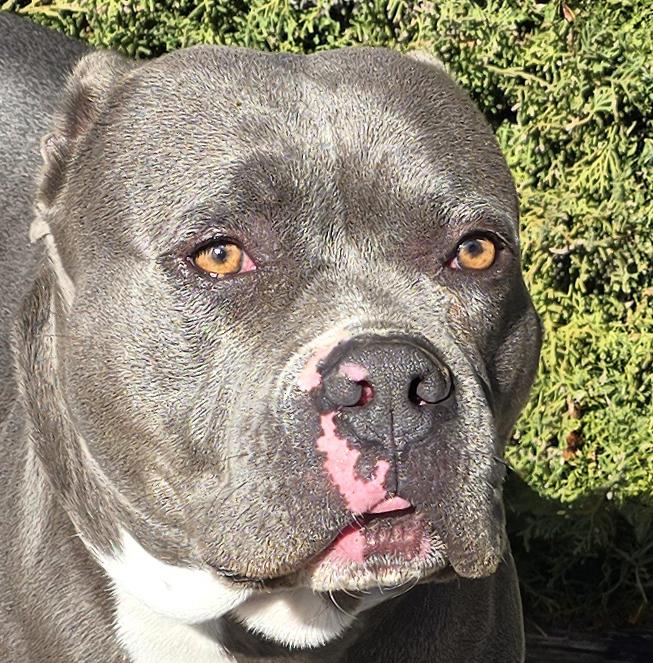 Amiable Ms Abiba ~ SWEET American Bully !, Adoptable, Young Female American Bully.