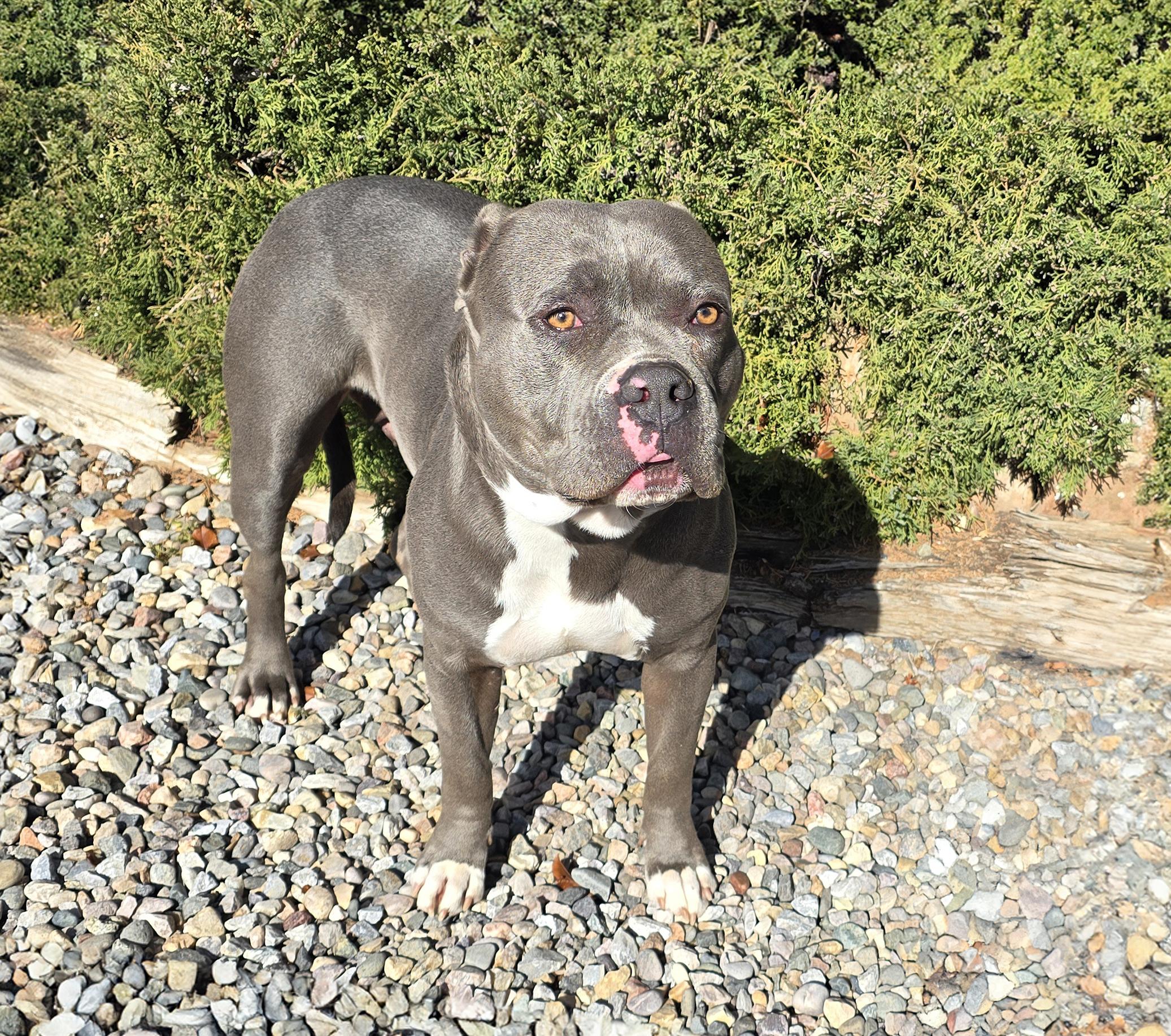 Enlarge Amiable Ms Abiba ~ SWEET American Bully !, a Adoptable American Bully in Albuquerque, NM image 2/2