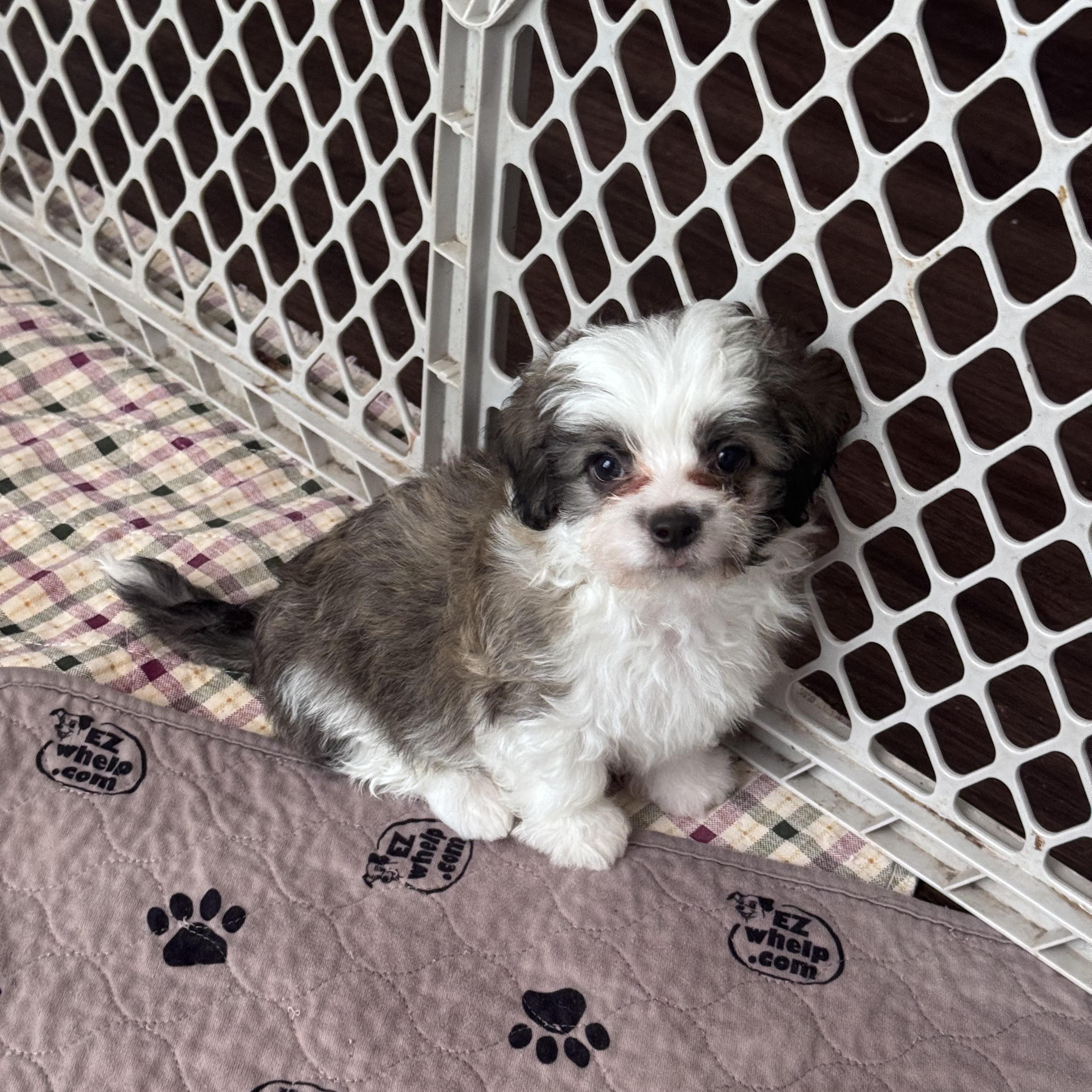 Eamon, an adopted mixed breed in Monroe, NC image 2/3