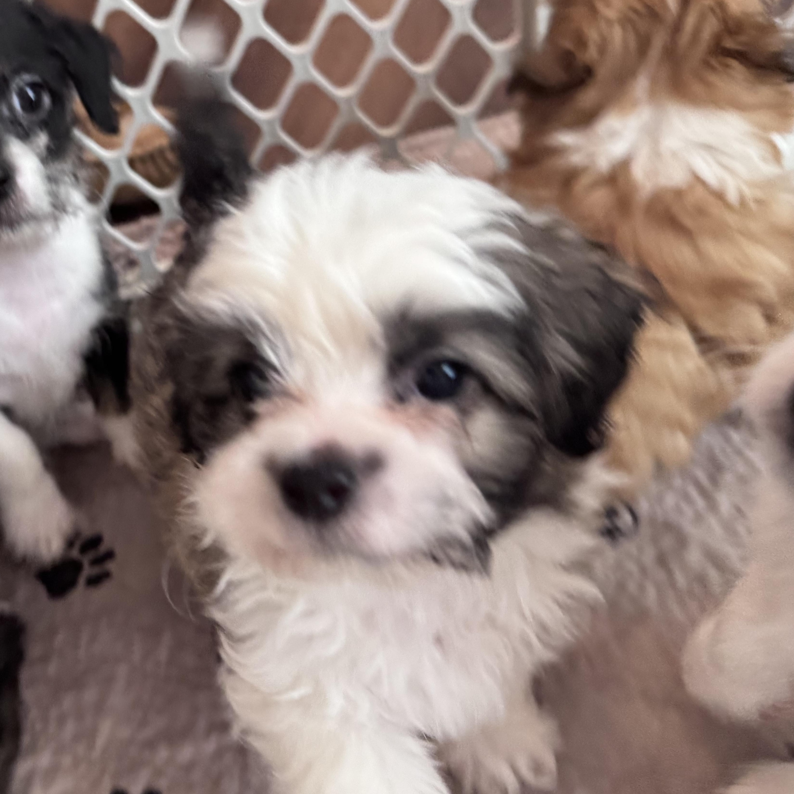 Eamon, adopted, Puppy Male Shih Tzu & Maltese.