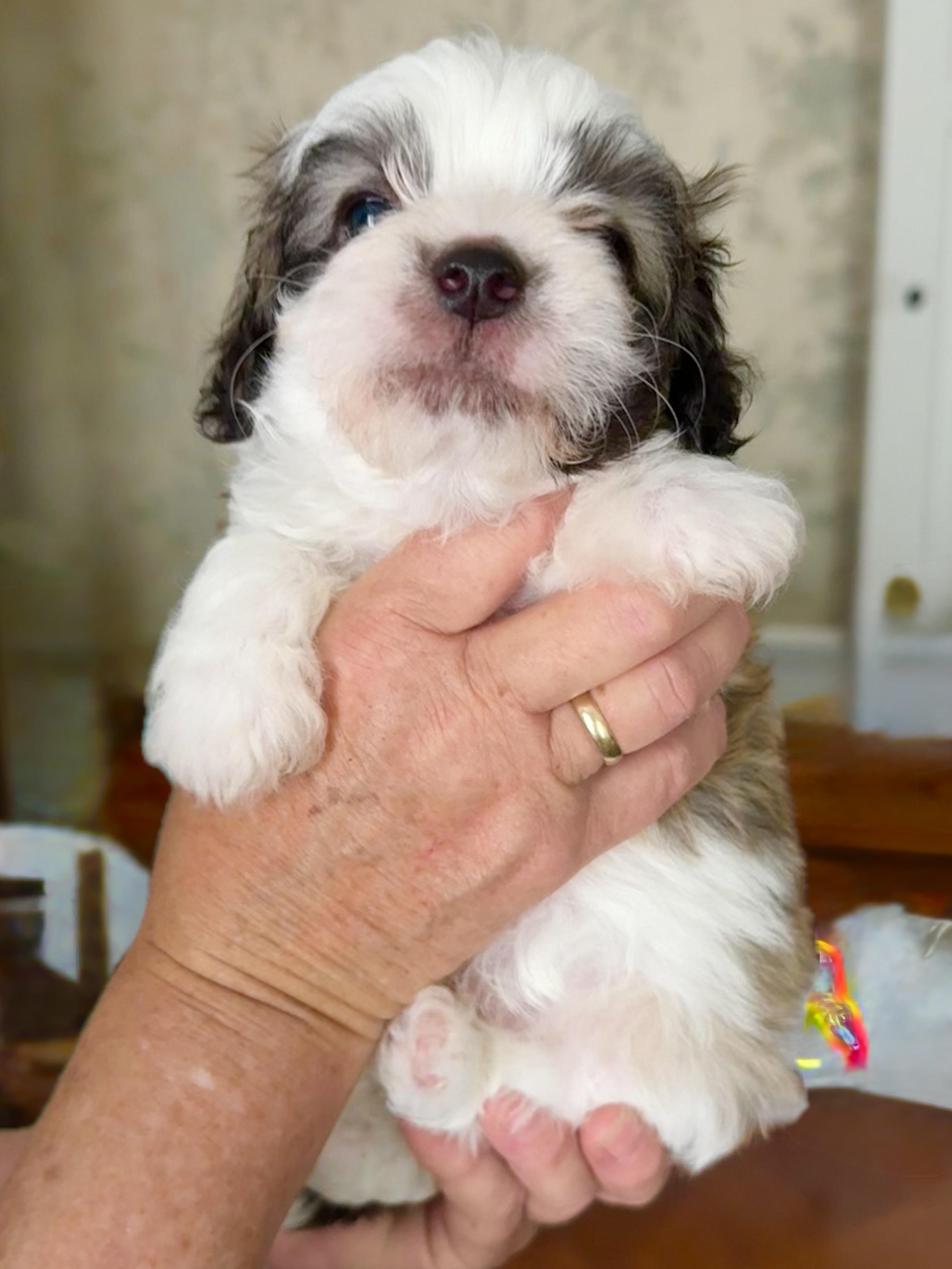 Eamon, an adopted mixed breed in Monroe, NC image 3/3