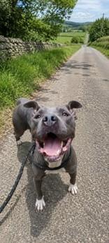 Kira, ADOPTABLE, Young Female Mixed Breed.