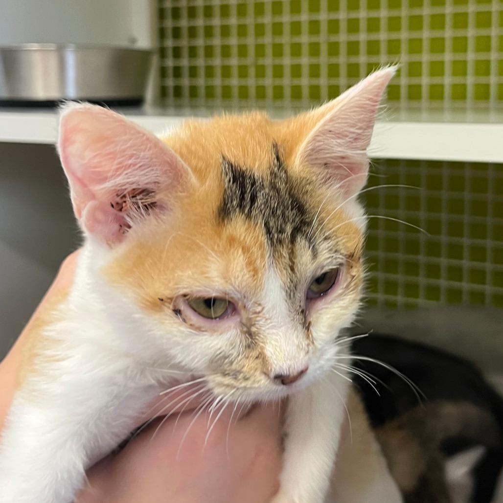 Enlarge Ty Lee, a Adoptable Domestic Short Hair in Leander, TX image 1/1