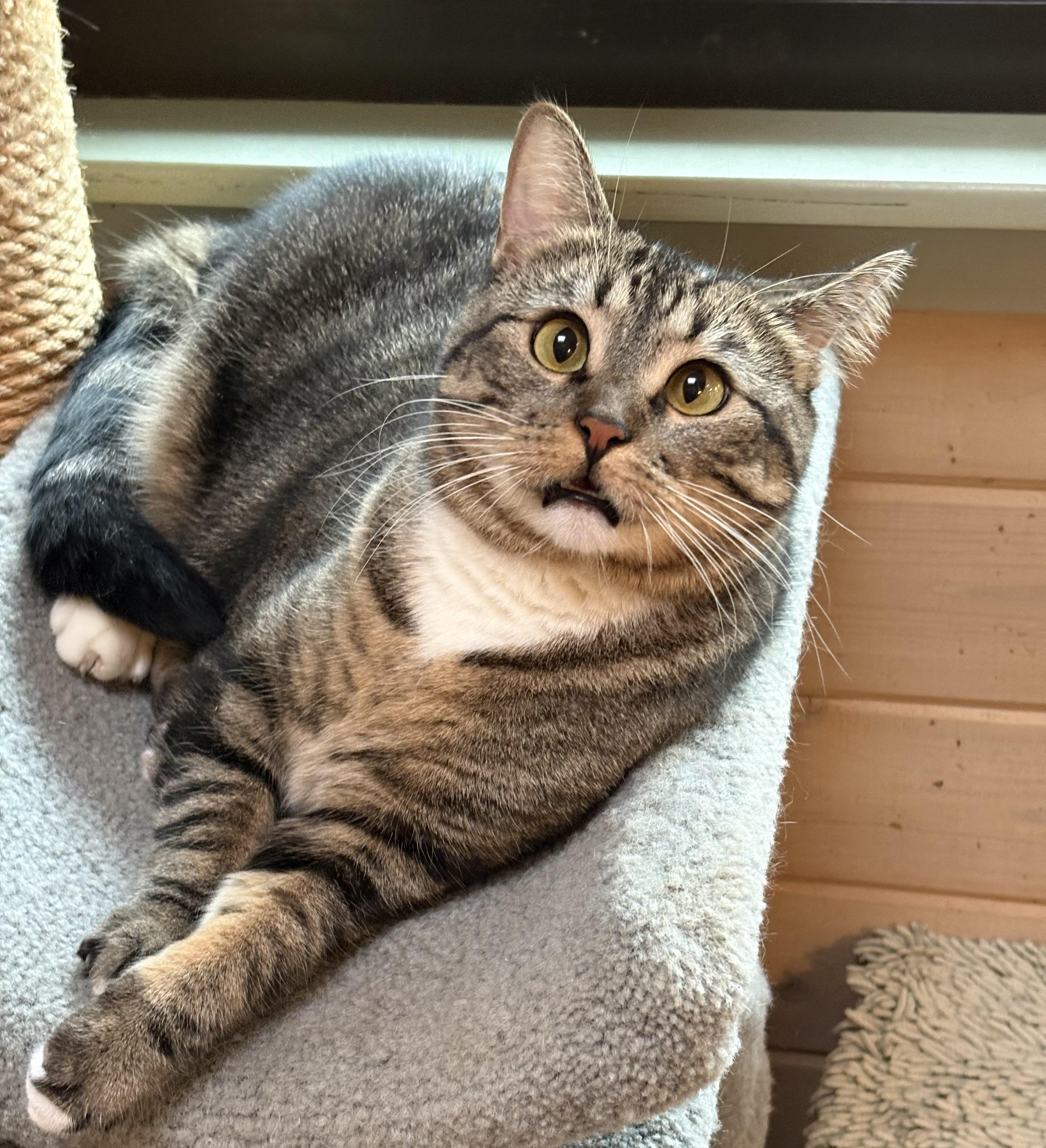Daisy Mae, a ADOPTABLE Domestic Short Hair in Oracle, AZ image 5/6