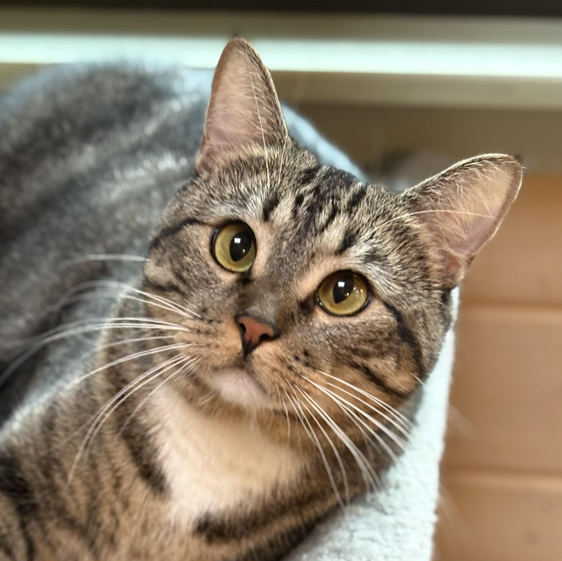 Daisy Mae, a ADOPTABLE Domestic Short Hair in Oracle, AZ image 4/6