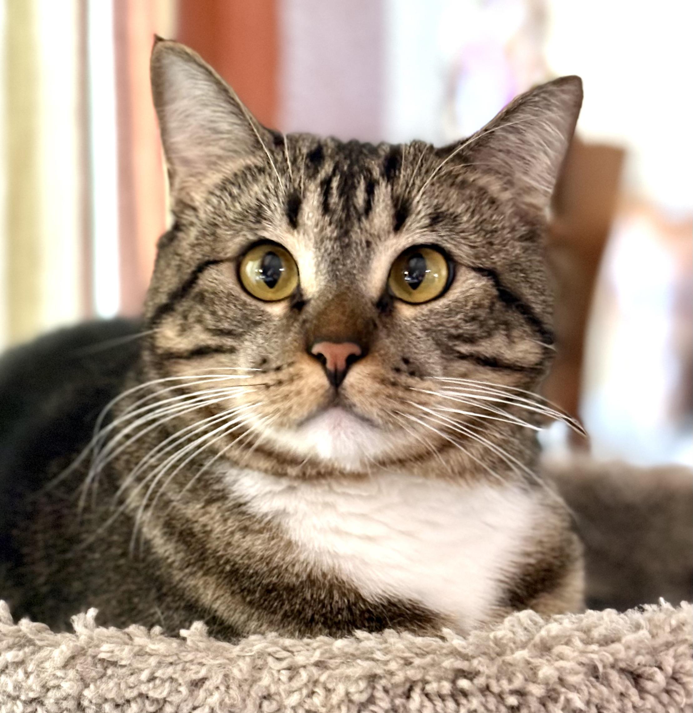 Daisy Mae, a ADOPTABLE Domestic Short Hair in Oracle, AZ image 1/6