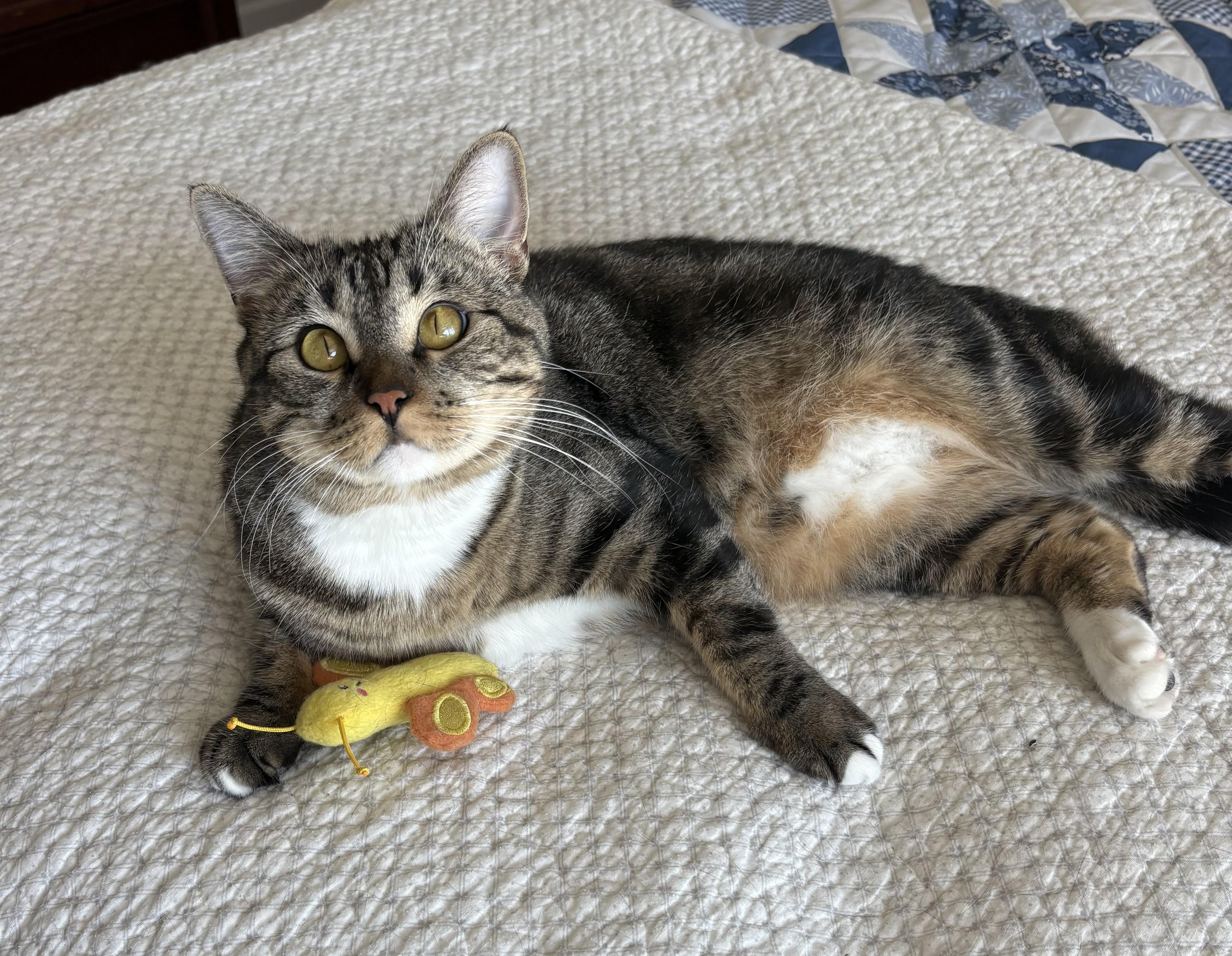 Daisy Mae, a ADOPTABLE Domestic Short Hair in Oracle, AZ image 3/6