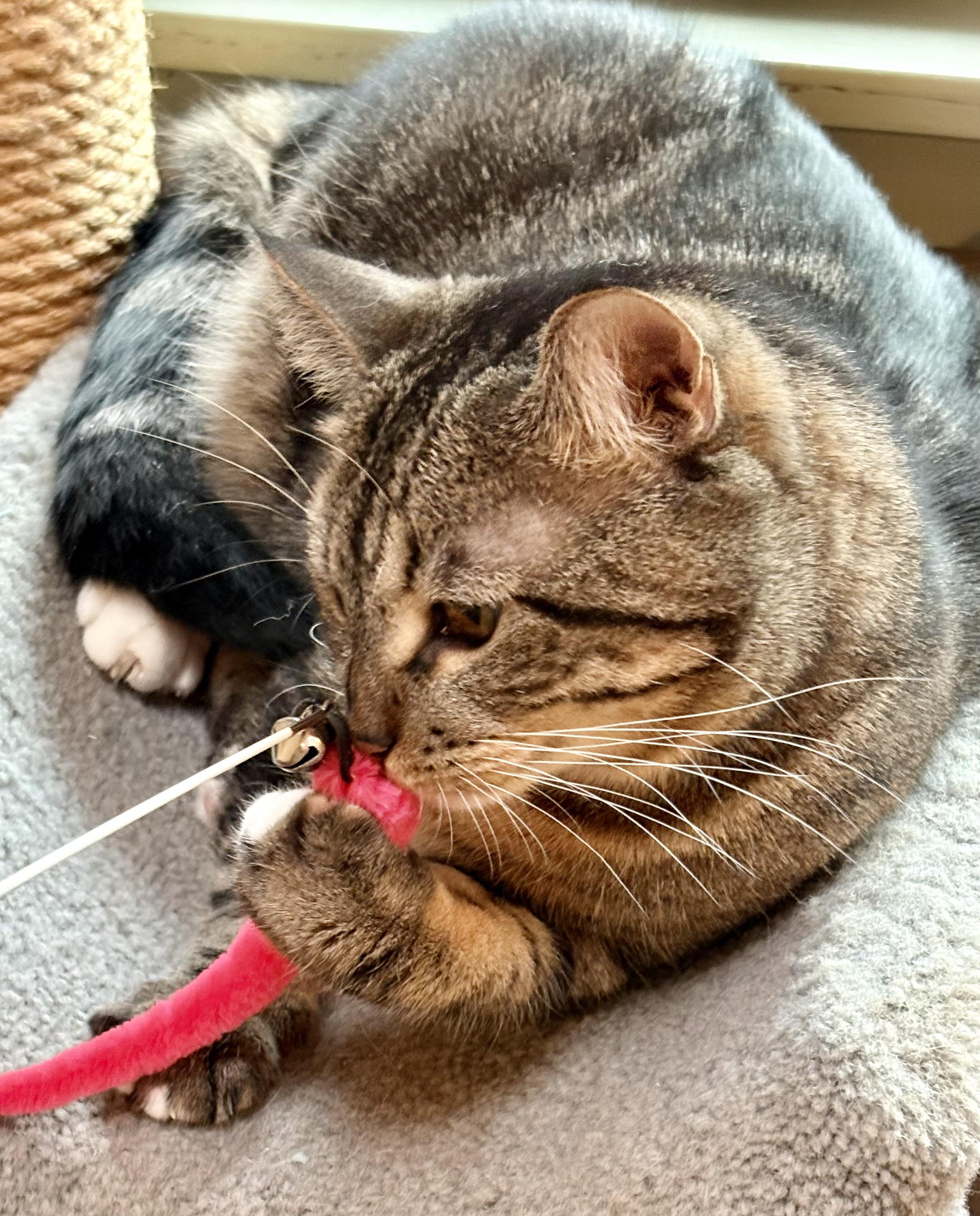 Daisy Mae, a ADOPTABLE Domestic Short Hair in Oracle, AZ image 2/6