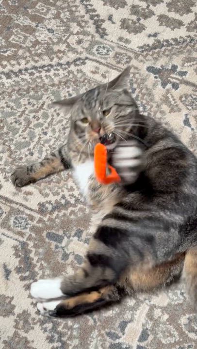 Enlarge Daisy Mae, a ADOPTABLE Domestic Short Hair in Oracle, AZ video 6/6