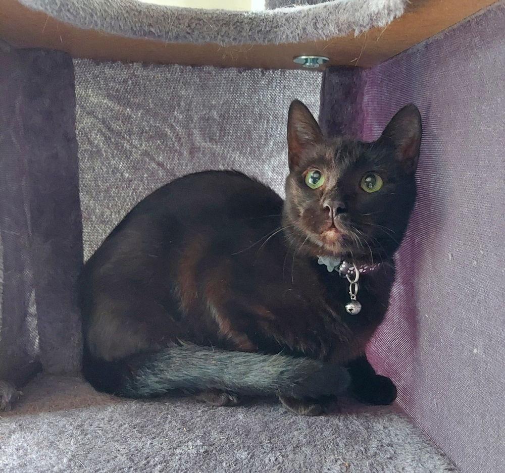 Toothless, Adoptable, Young Male Domestic Short Hair.