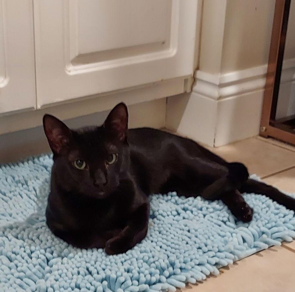 Enlarge Toothless, a Adoptable Domestic Short Hair in Panama city, FL image 2/3