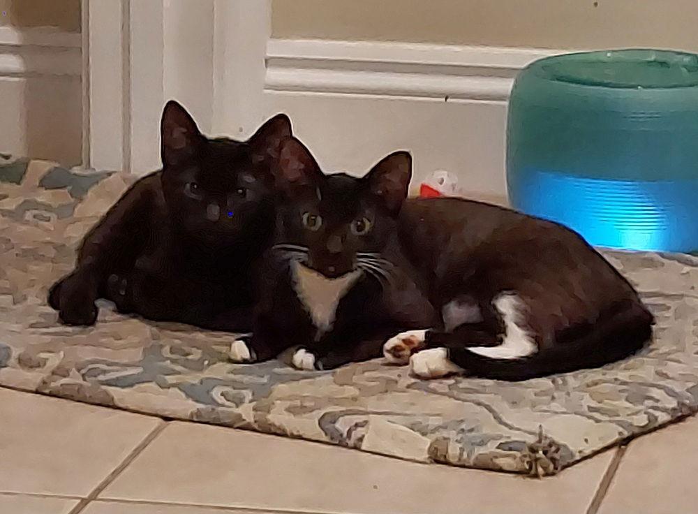 Enlarge Toothless, a Adoptable Domestic Short Hair in Panama city, FL image 3/3