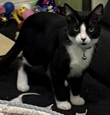 Enlarge Sophia S, a Adoptable mixed breed in Frisco, TX image 1/3