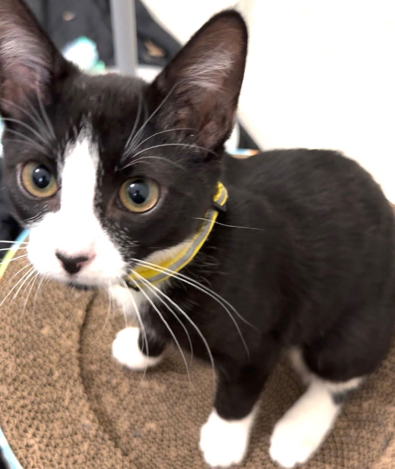 Sophia S, Adoptable, Young Female Domestic Short Hair & Tuxedo.