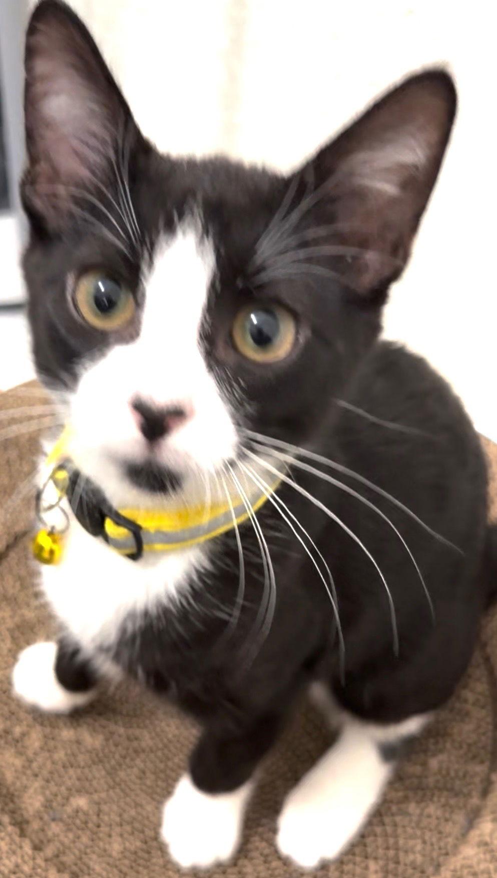 Enlarge Sophia S, a Adoptable mixed breed in Frisco, TX image 2/2