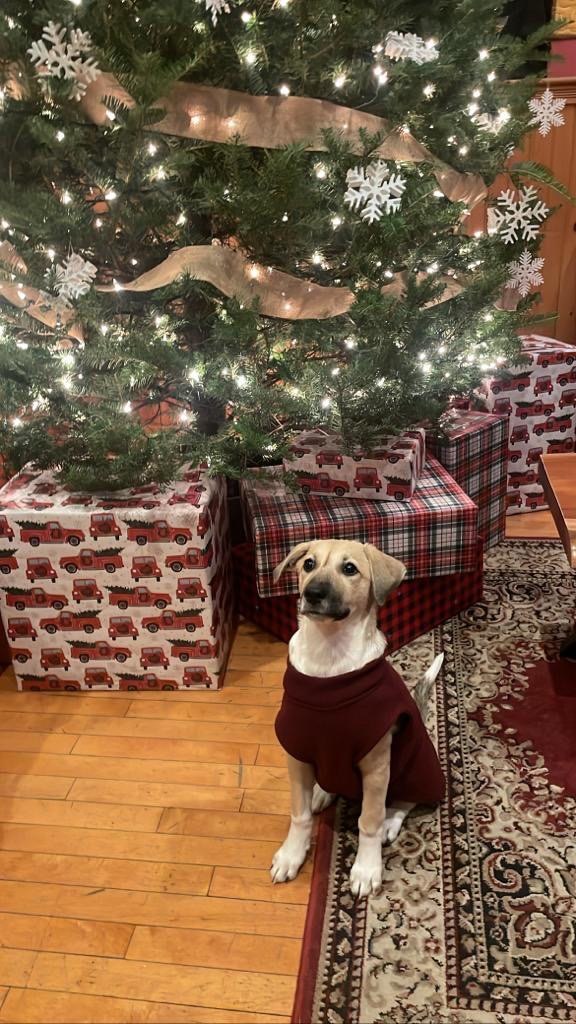 Enlarge Amapola, a Adopted mixed breed in Philadelphia, PA image 1/6