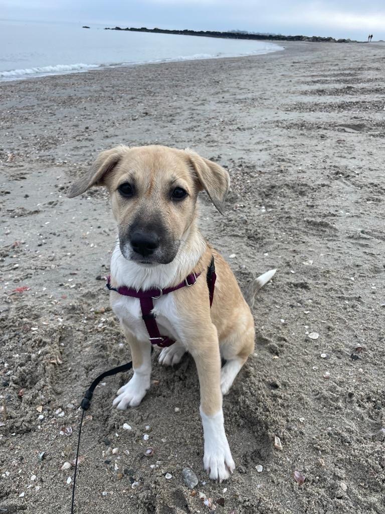 Enlarge Amapola, a Adopted mixed breed in Philadelphia, PA image 4/6