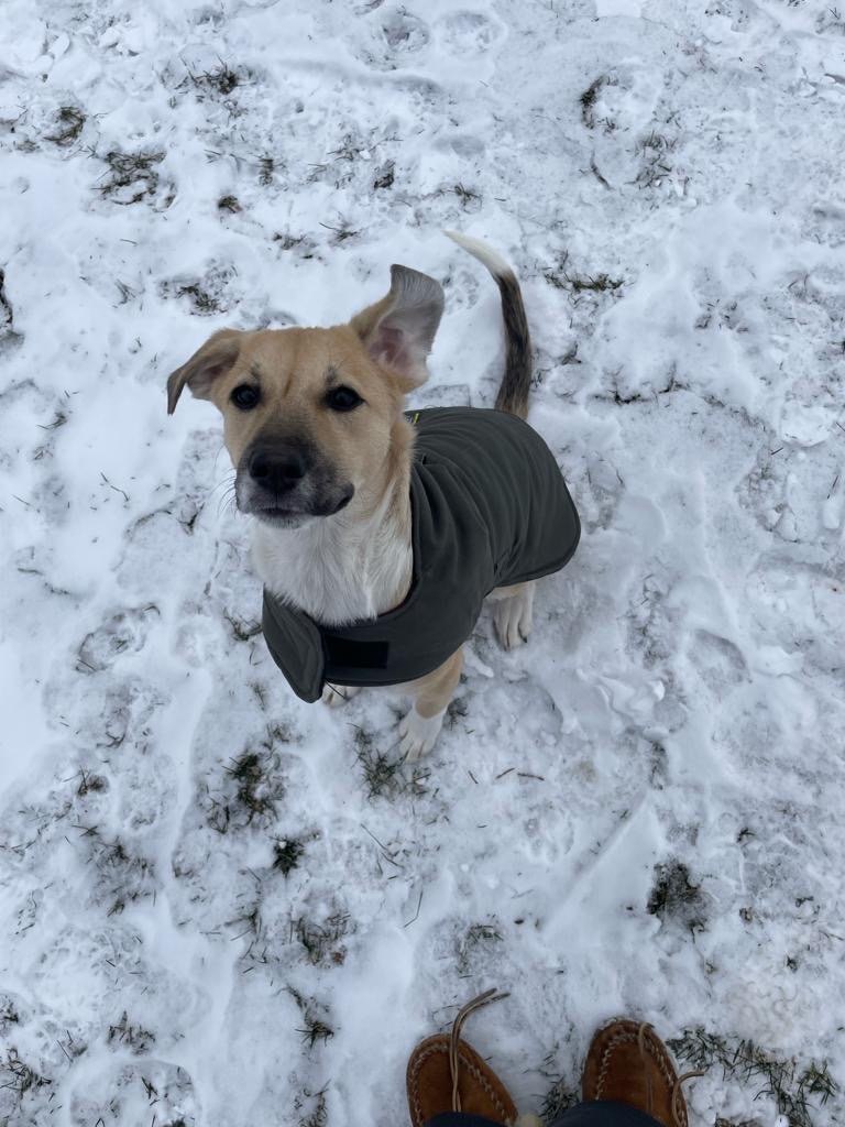 Enlarge Amapola, a Adopted mixed breed in Philadelphia, PA image 5/6