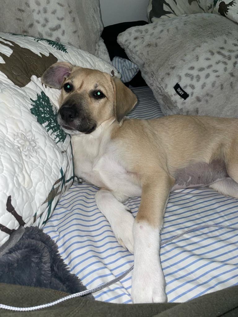 Enlarge Amapola, a Adopted mixed breed in Philadelphia, PA image 6/6