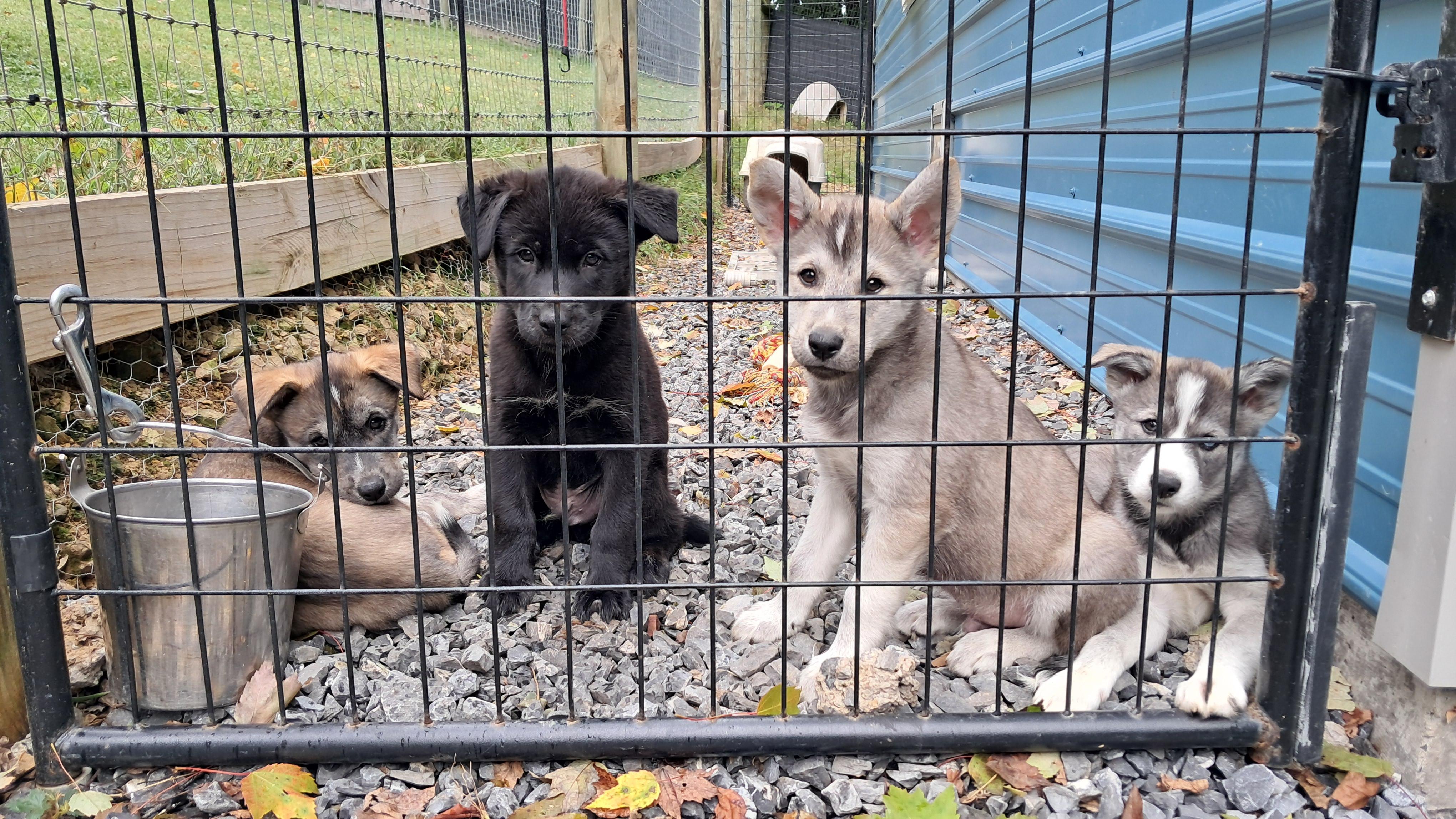 Enlarge The Husky Pack, a Adoptable mixed breed in Blue Bell, PA image 6/6