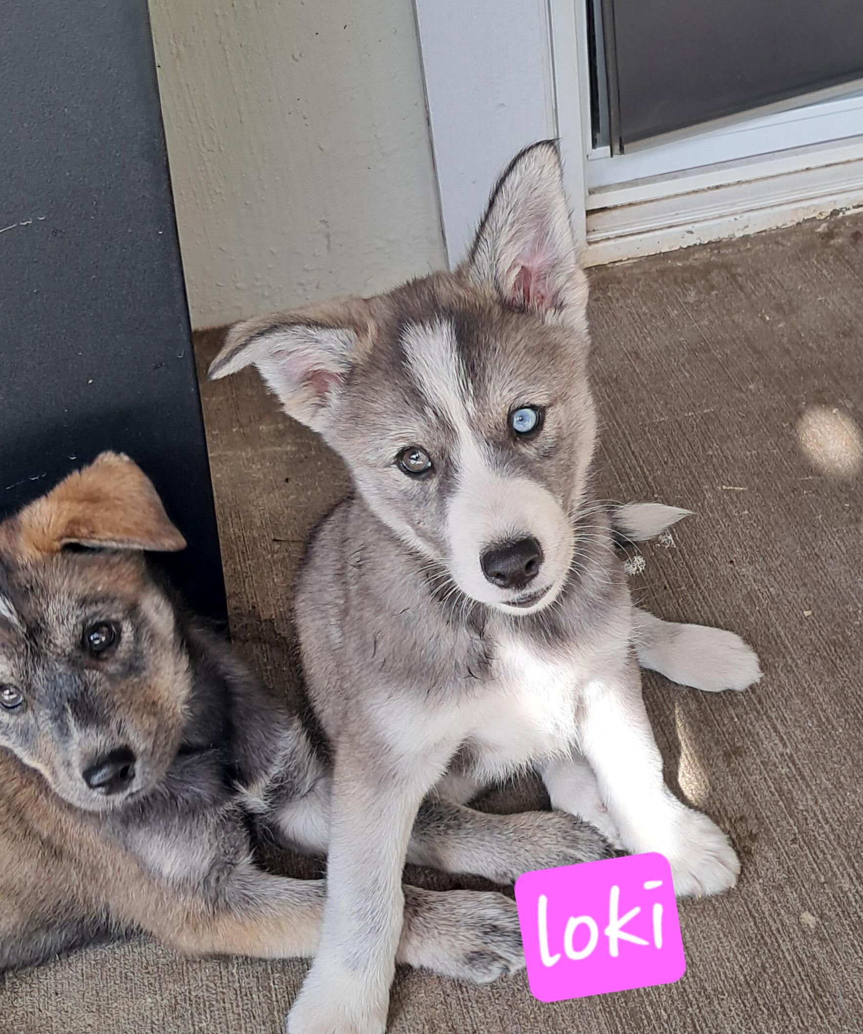 Enlarge The Husky Pack, a Adoptable mixed breed in Blue Bell, PA image 1/6