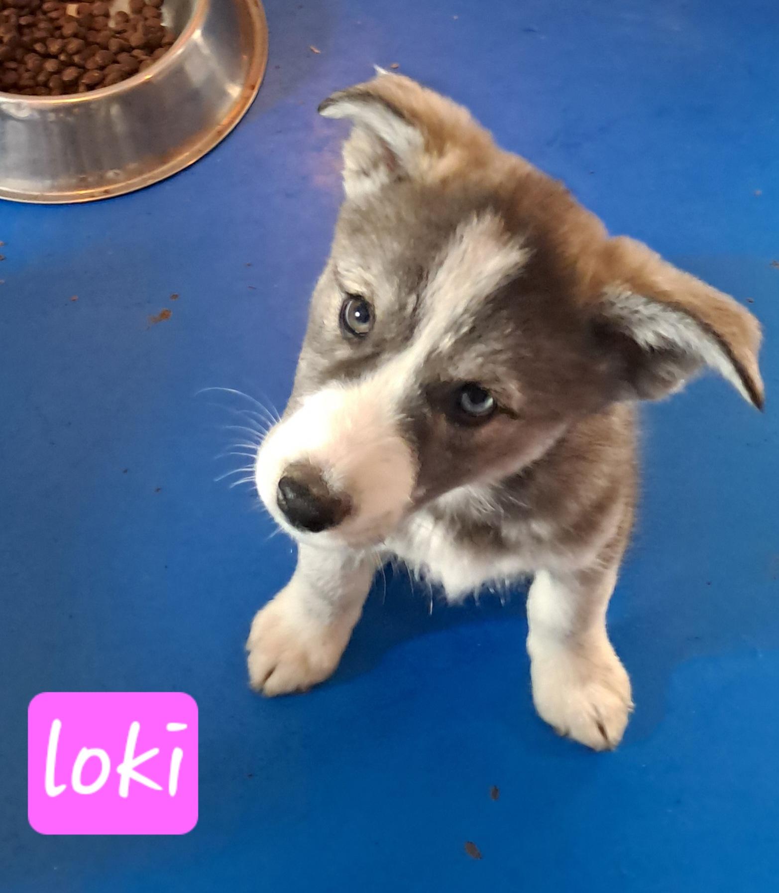 Enlarge The Husky Pack, a Adoptable mixed breed in Blue Bell, PA image 5/6