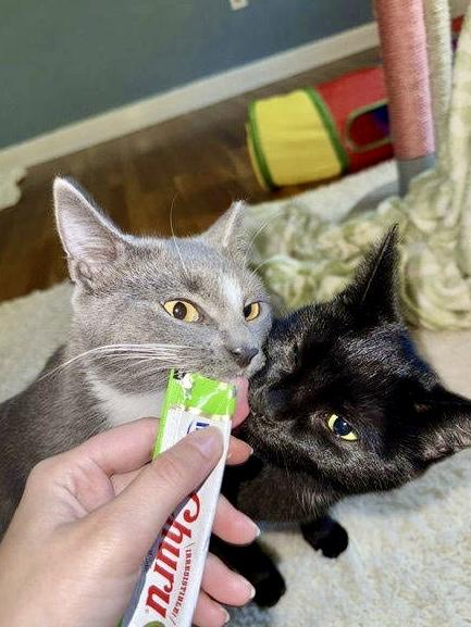 Venus  Willow Grove thumbnail 3