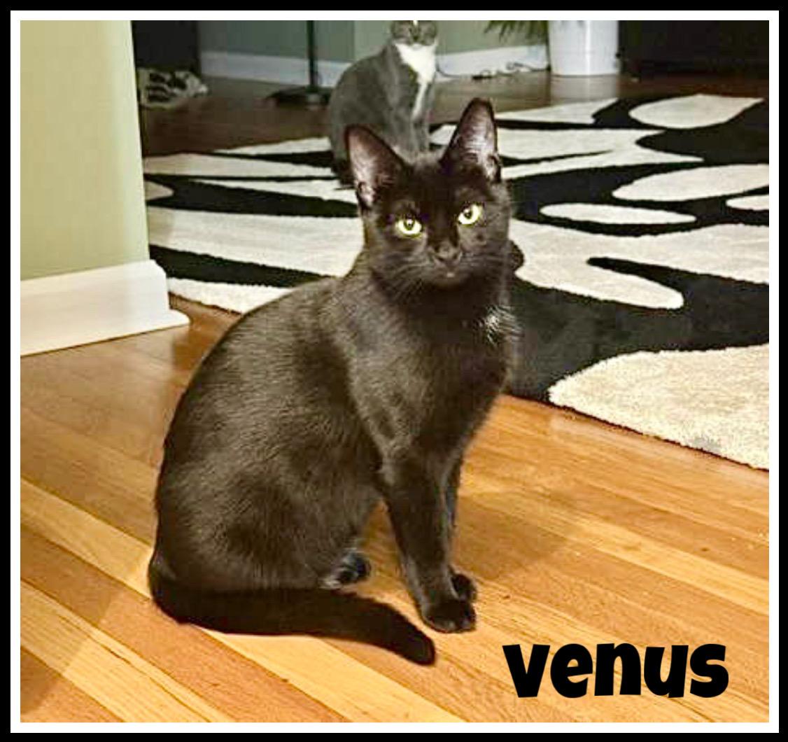 Venus  Willow Grove photo 1