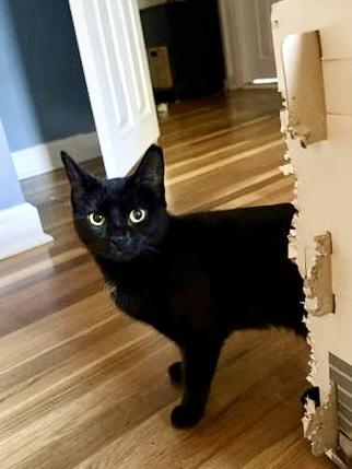 Venus  Willow Grove thumbnail 2