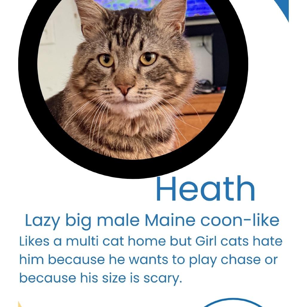 Enlarge Heath, a Adoptable mixed breed in SANTA ROSA BEACH, FL image 3/3