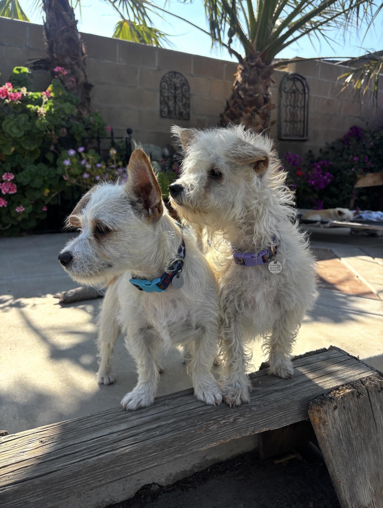 Enlarge Toffee and Toby - The Sweethearts, a Adoptable mixed breed in Rancho Cucamonga , CA image 2/5