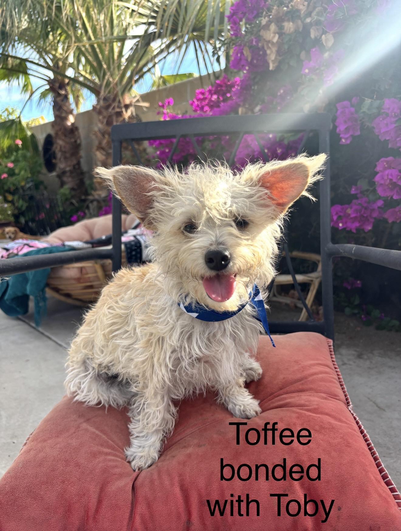 Enlarge Toffee and Toby - The Sweethearts, a Adoptable mixed breed in Rancho Cucamonga , CA image 3/5