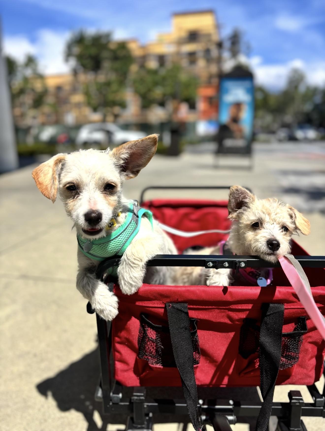 Enlarge Toffee and Toby - The Sweethearts, a Adoptable mixed breed in Rancho Cucamonga , CA image 5/5