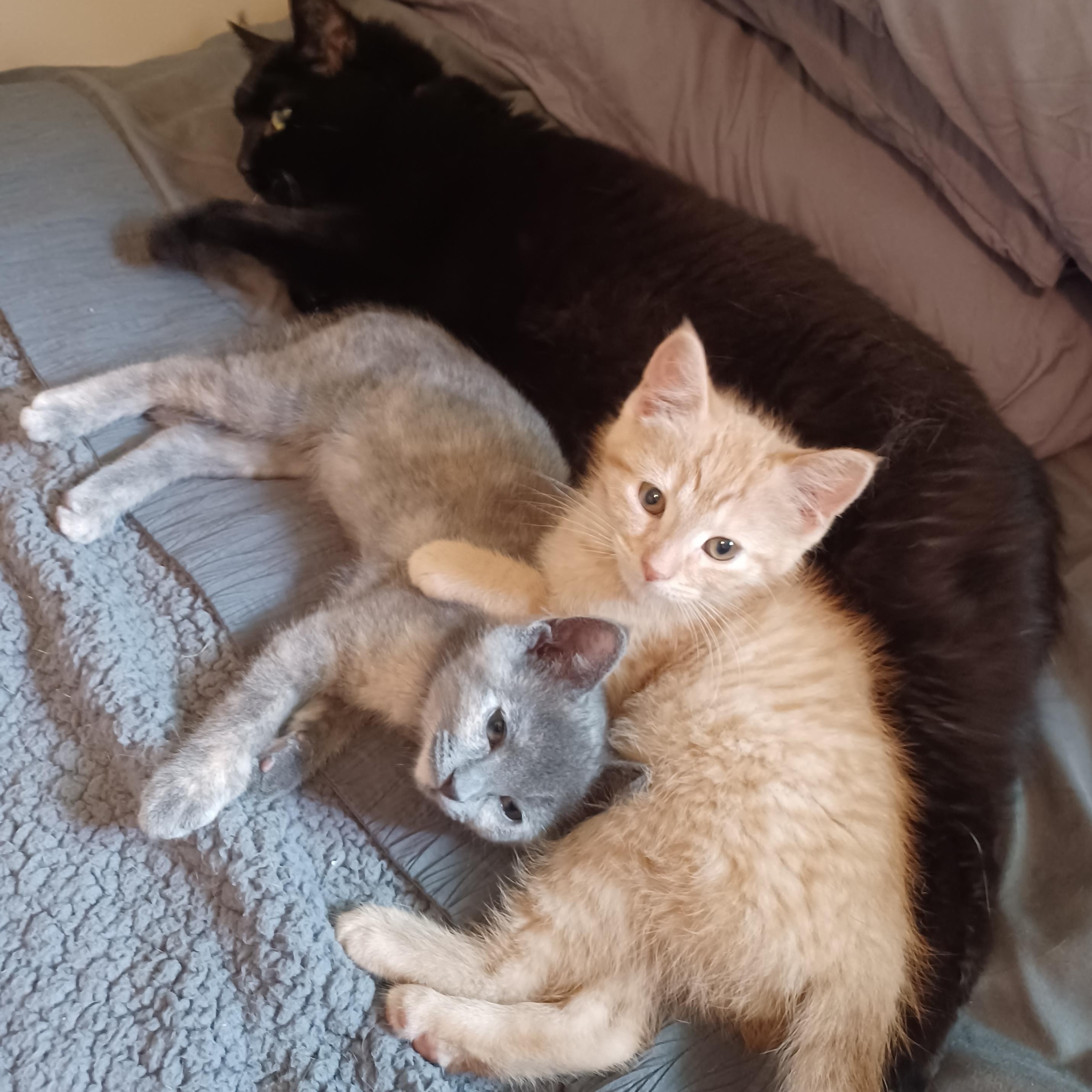 Enlarge Charcoal, a ADOPTABLE Domestic Short Hair in Milwaukee, WI image 2/3