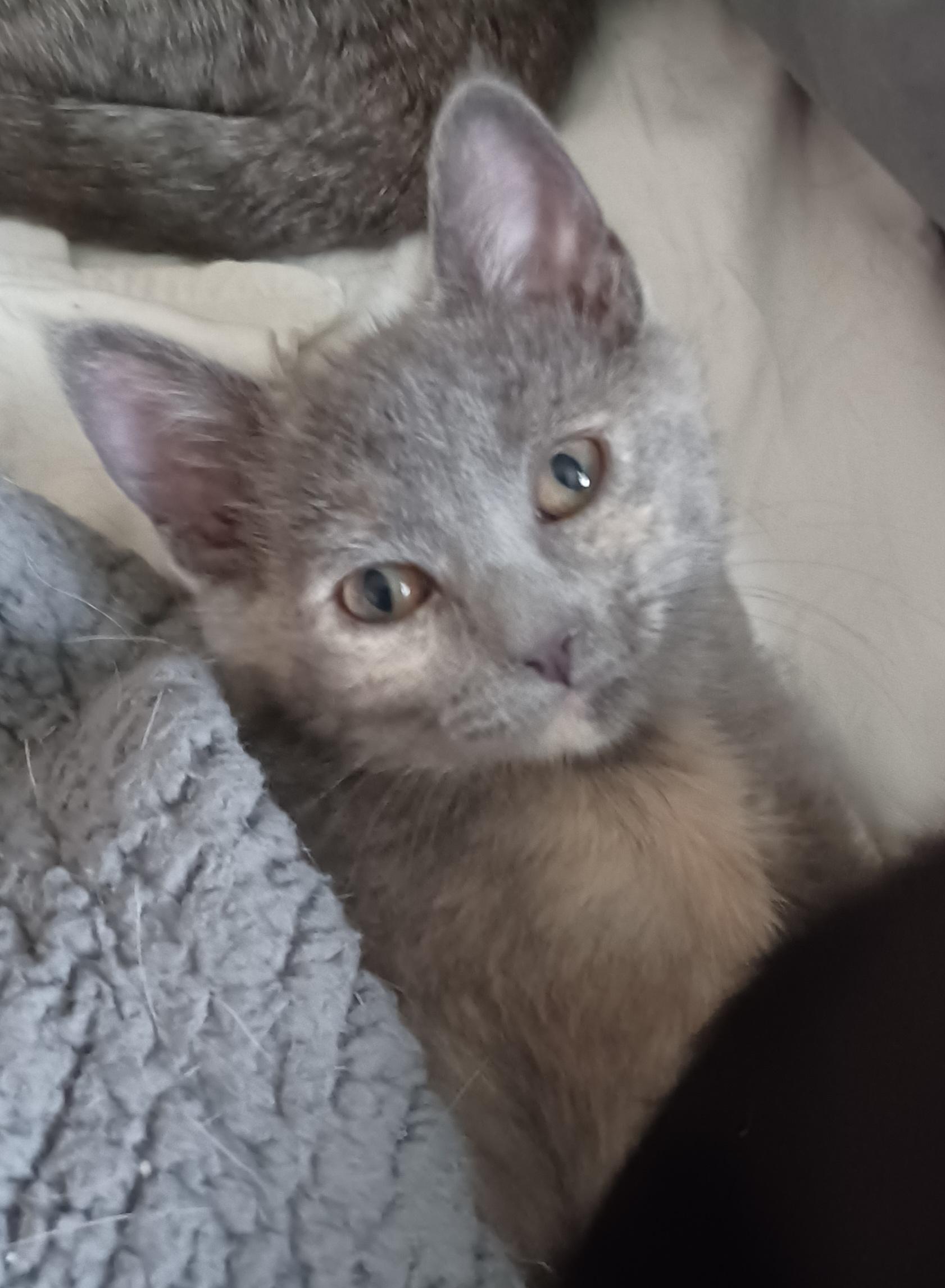 Enlarge Charcoal, a ADOPTABLE Domestic Short Hair in Milwaukee, WI image 3/3