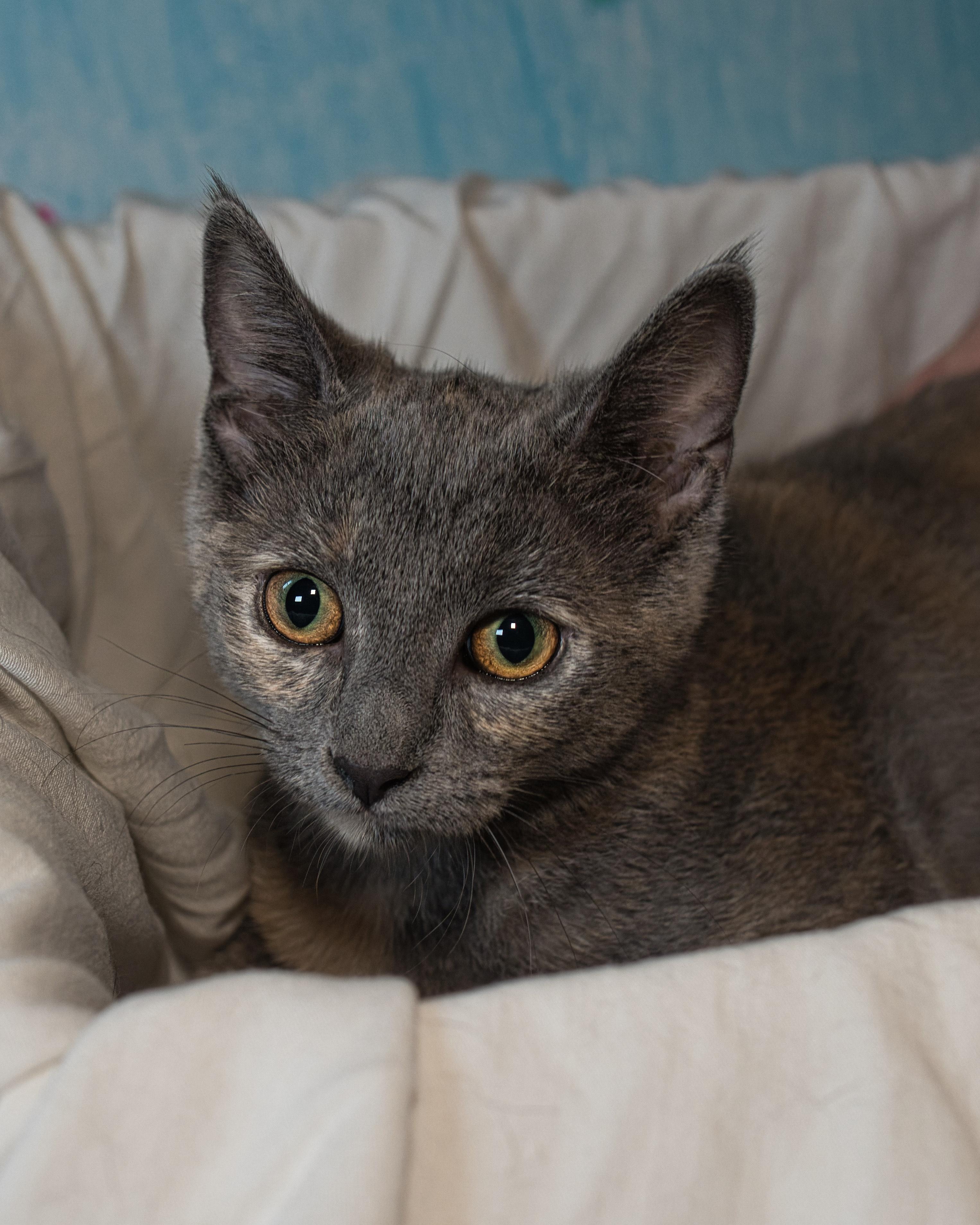 Charcoal, ADOPTABLE, Kitten Female Domestic Short Hair.