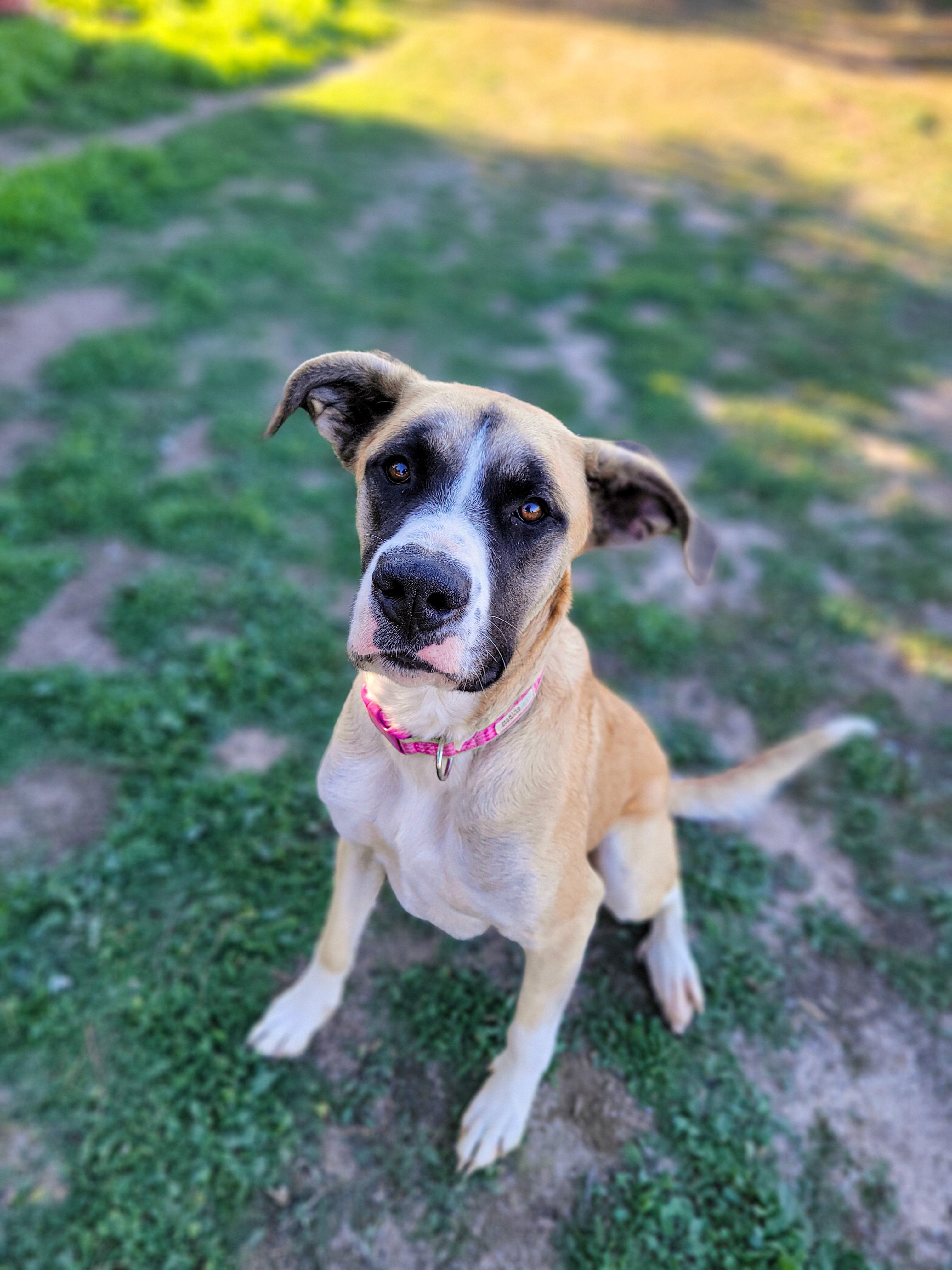 Daisy, adoptable, Young Female Anatolian Shepherd & Labrador Retriever.