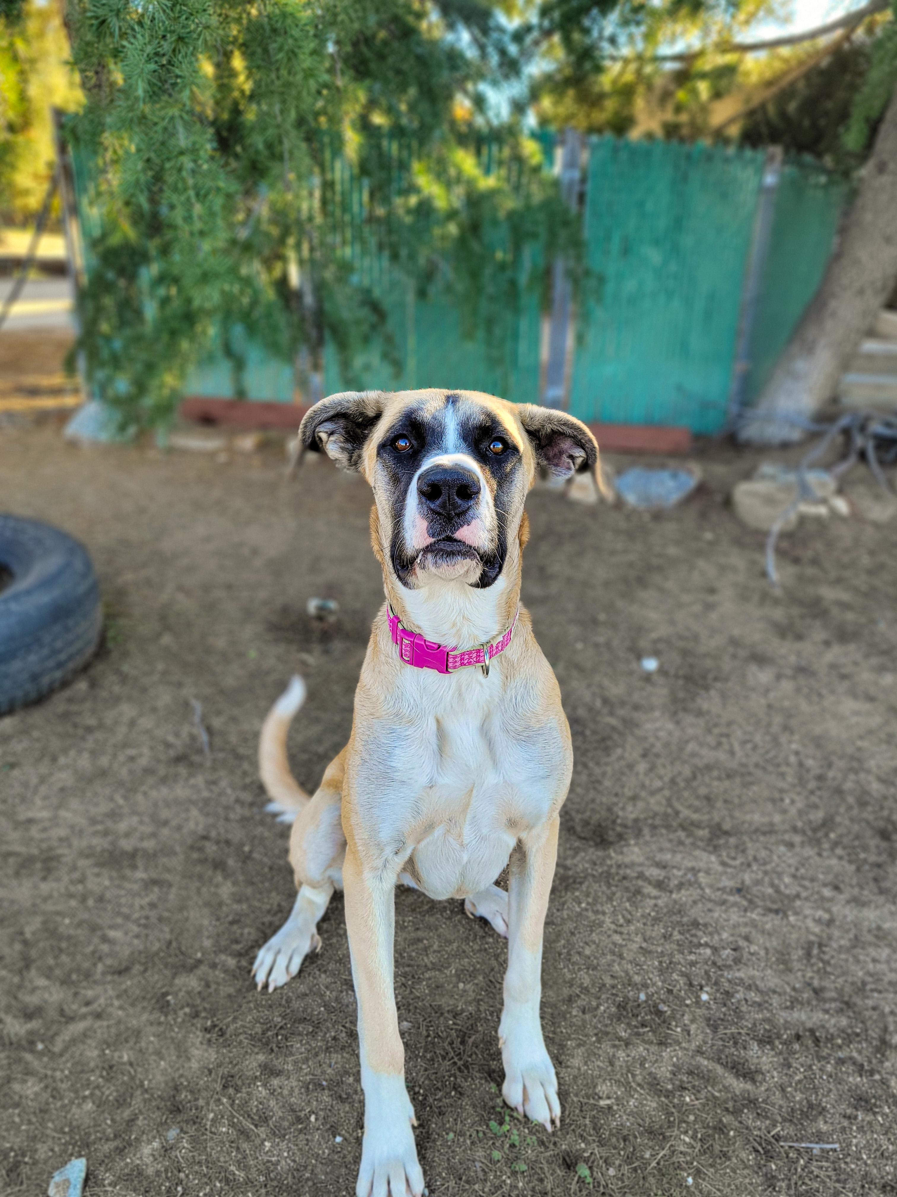 Enlarge Daisy, an adoptable mixed breed in Temecula, CA image 2/5