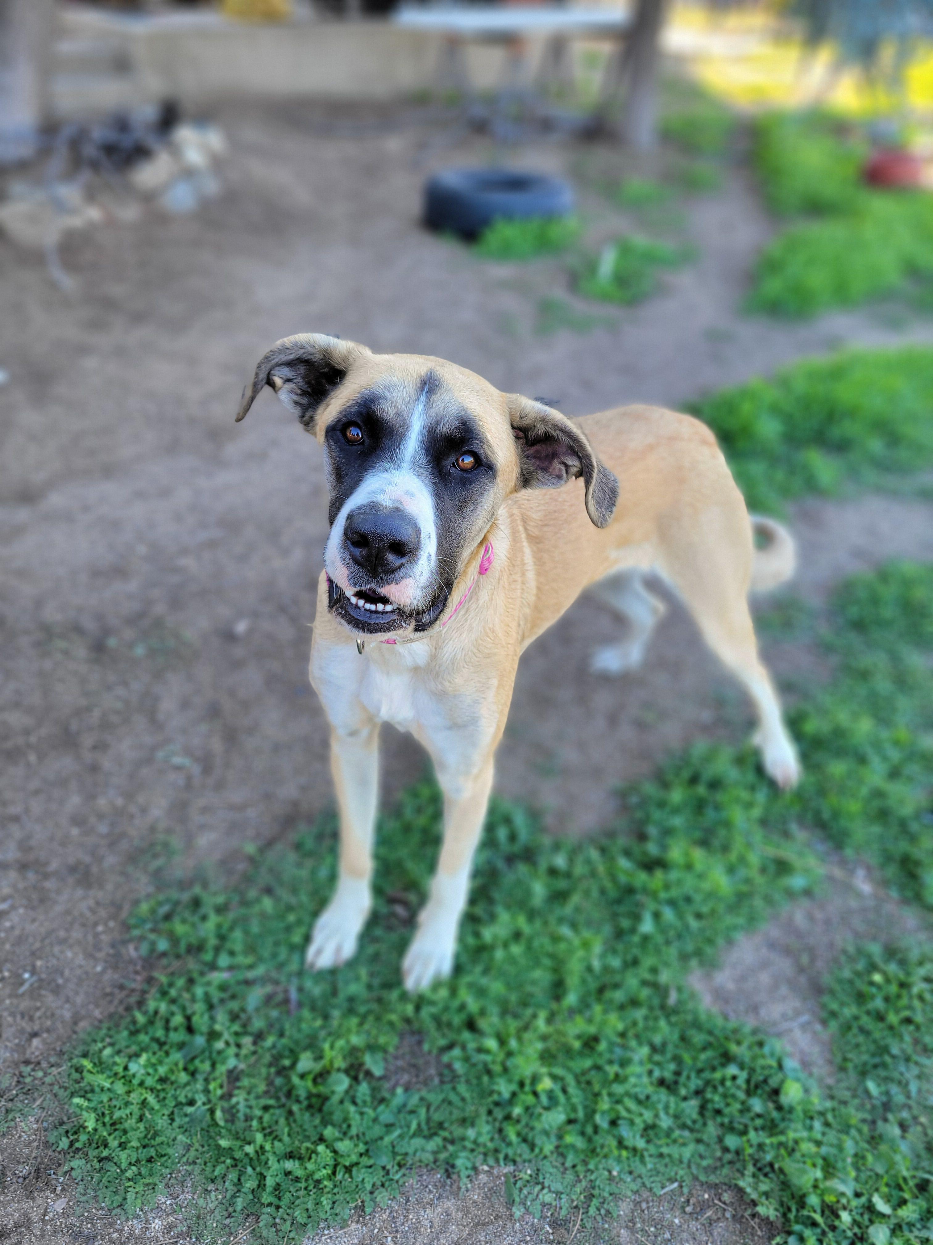 Enlarge Daisy, an adoptable mixed breed in Temecula, CA image 3/5