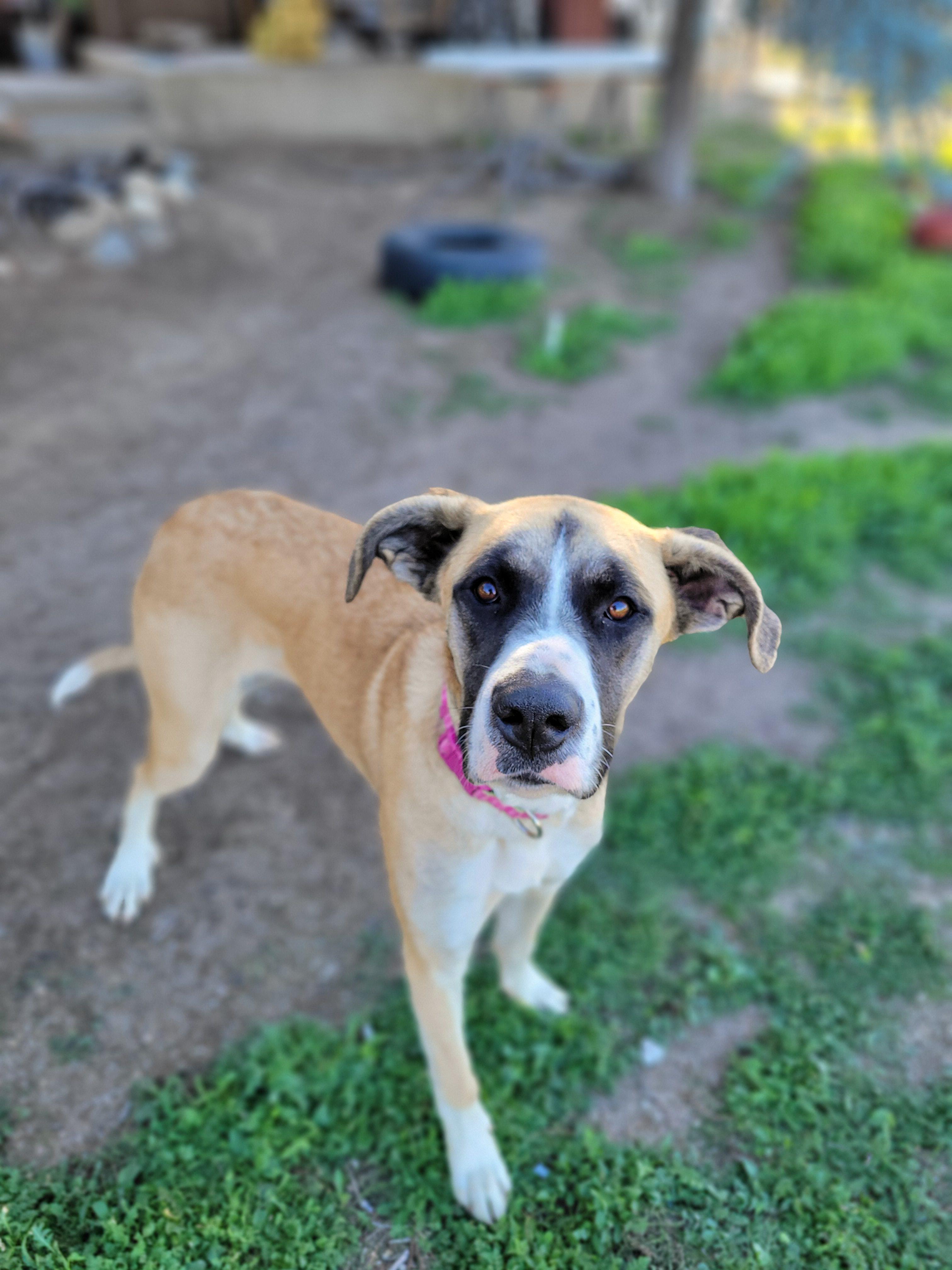 Enlarge Daisy, an adoptable mixed breed in Temecula, CA image 4/5