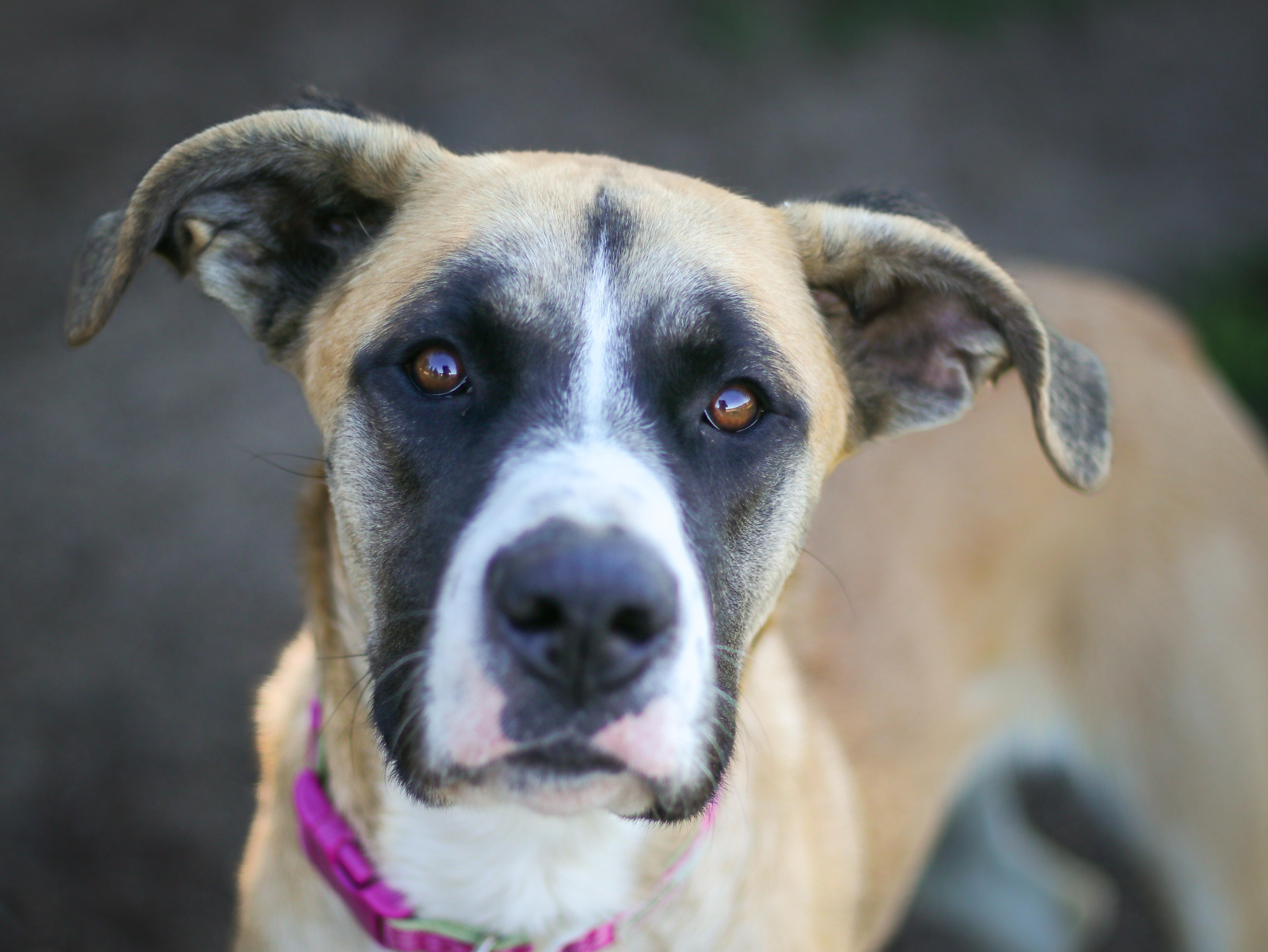 Enlarge Daisy, an adoptable mixed breed in Temecula, CA image 5/5