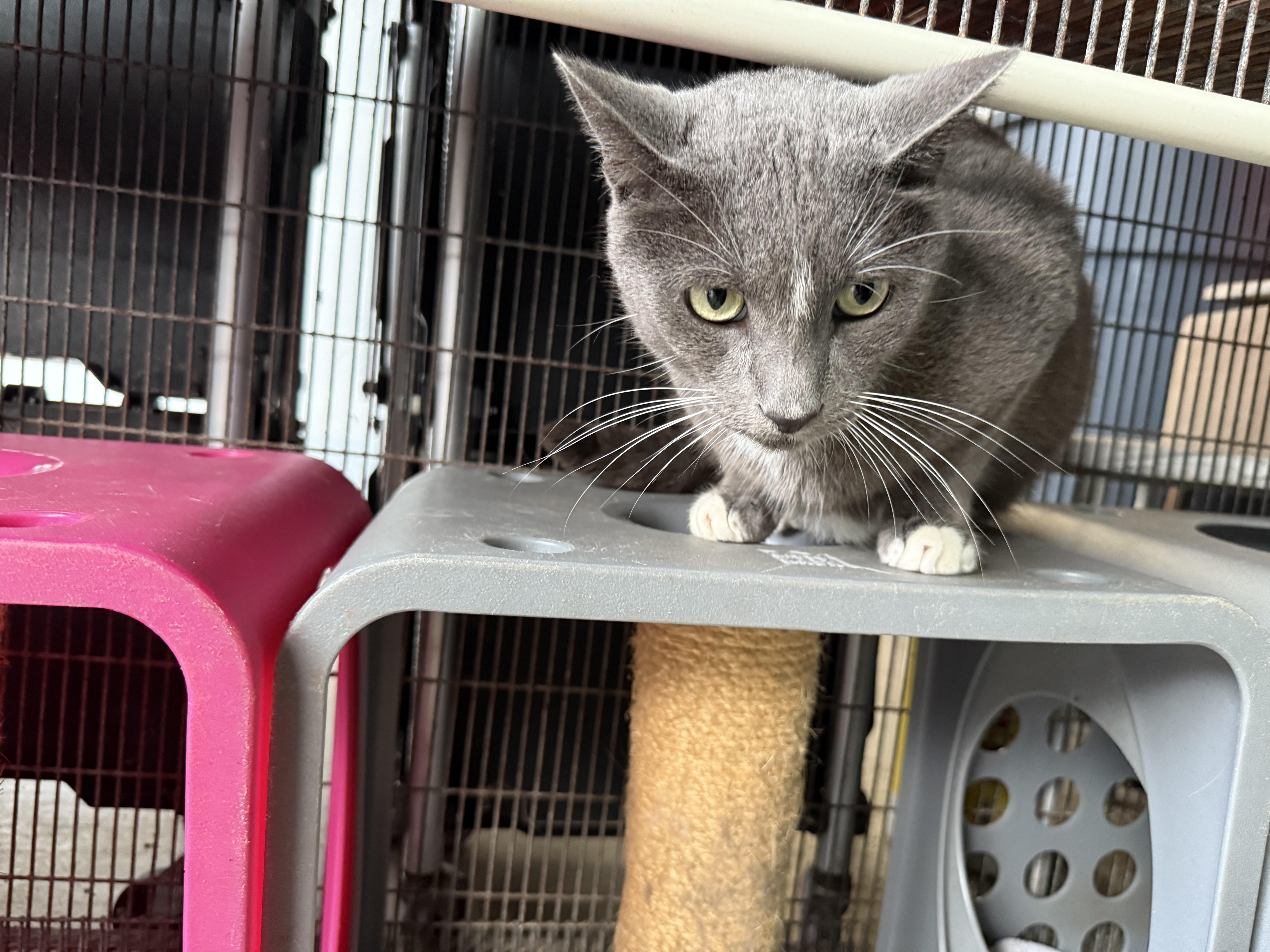 Enlarge Simon, a Adoptable Domestic Short Hair in Newport Beach, CA image 2/6