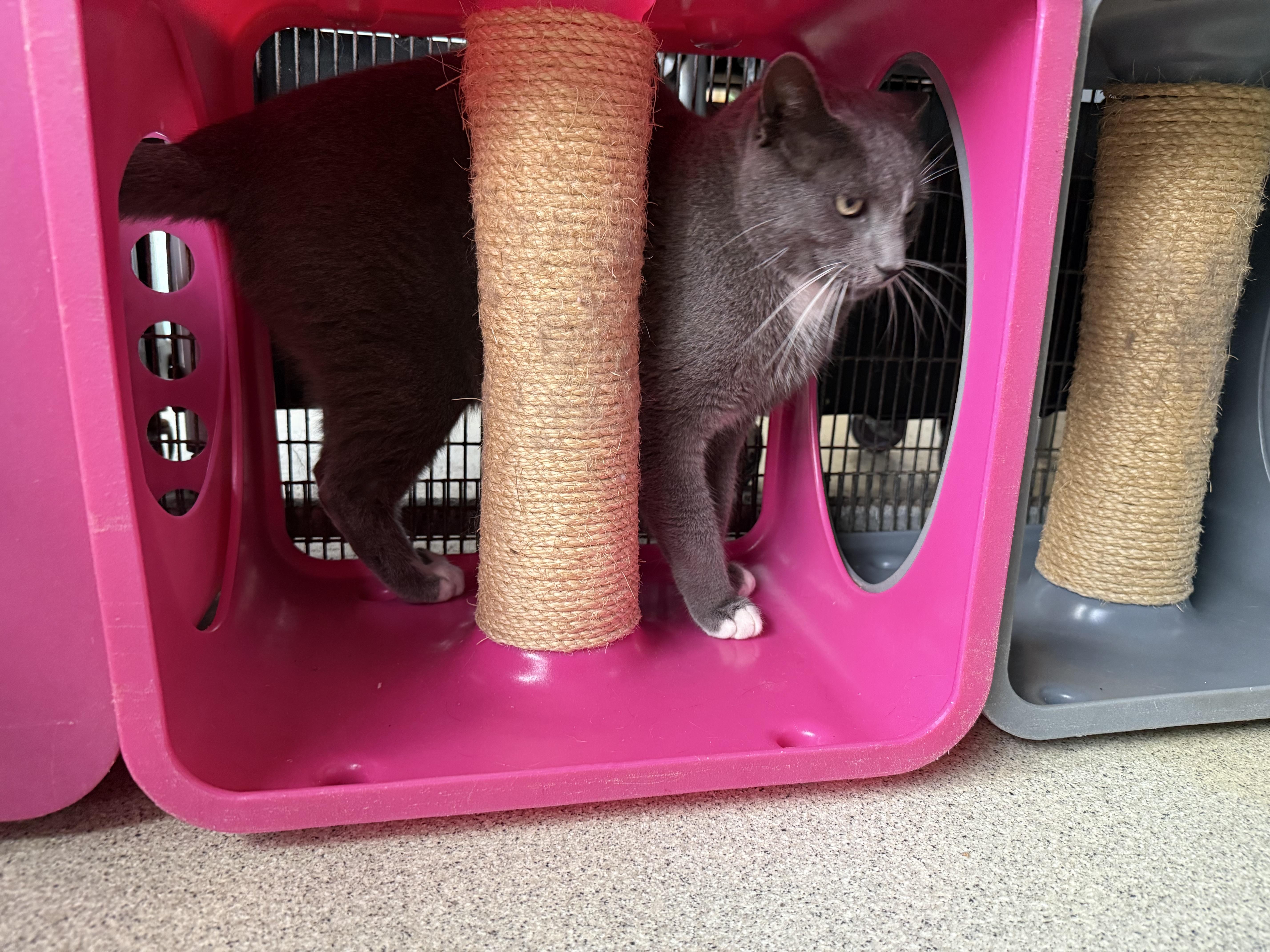 Enlarge Simon, a Adoptable Domestic Short Hair in Newport Beach, CA image 3/6
