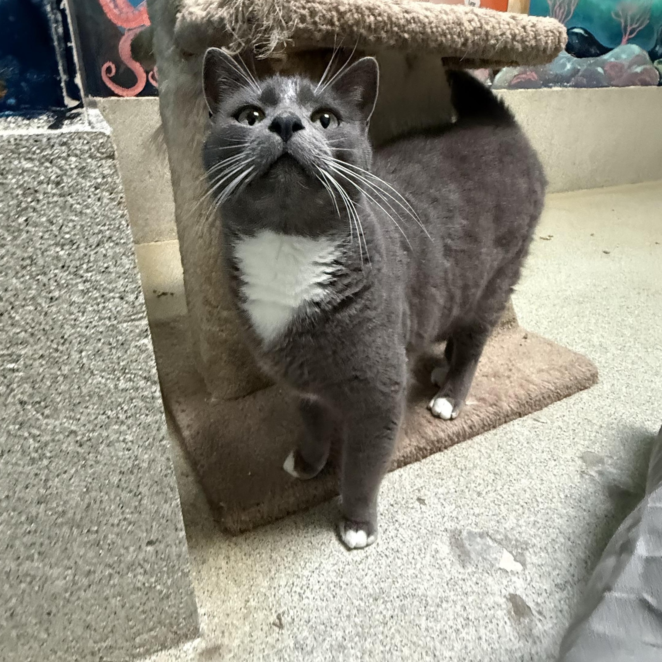 Simon, a Adoptable Domestic Short Hair in Newport Beach, CA image 5/6