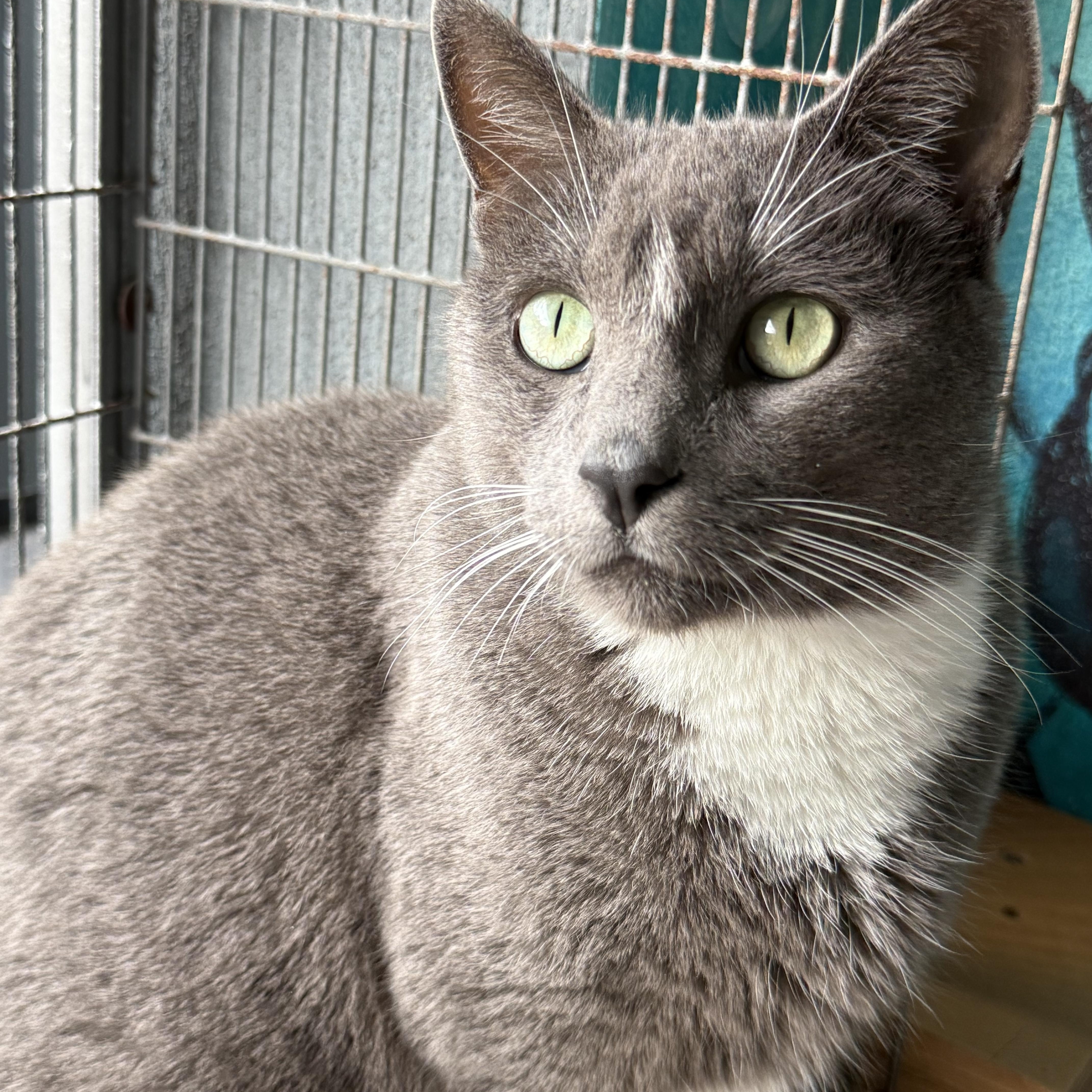 Simon, a Adoptable Domestic Short Hair in Newport Beach, CA image 1/6