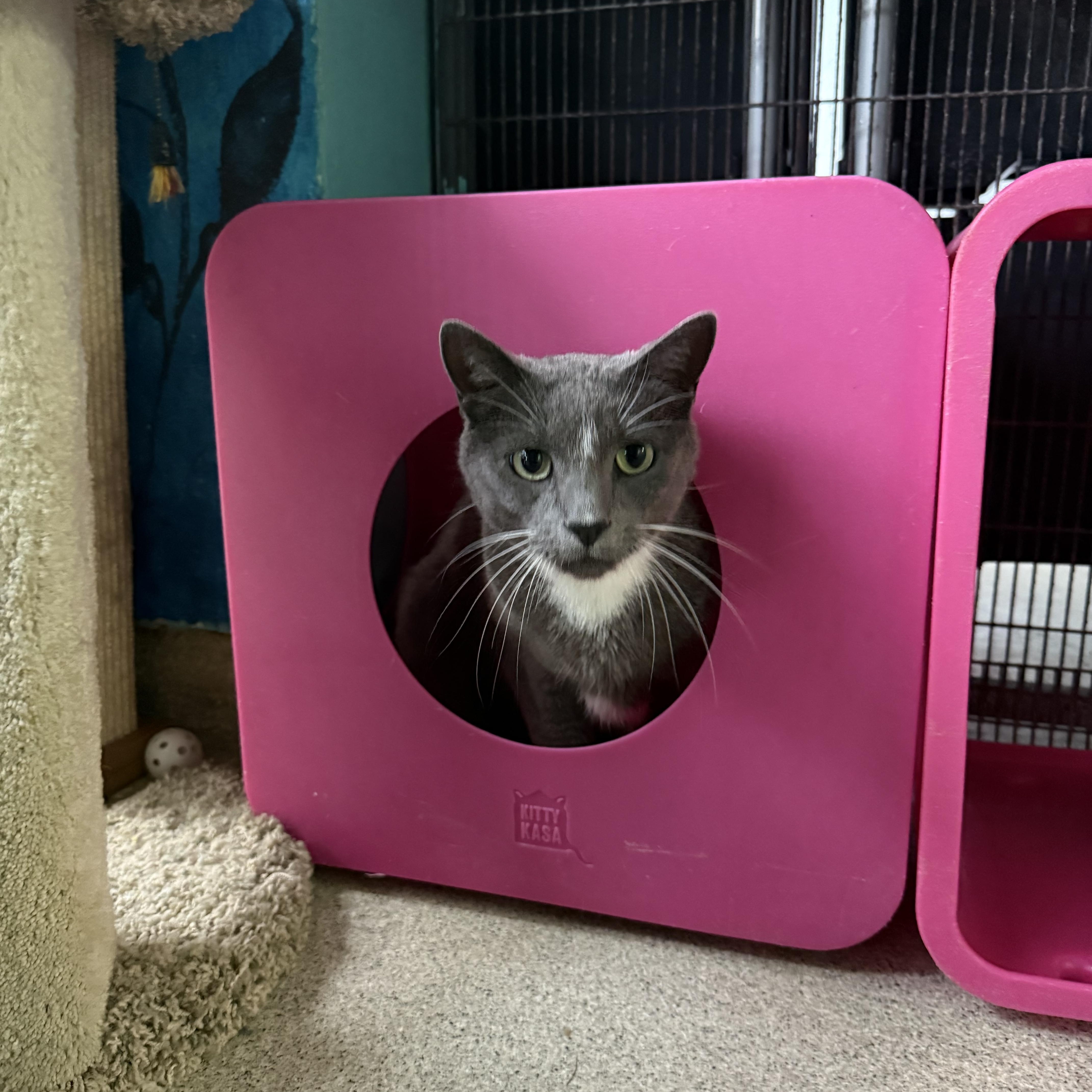 Enlarge Simon, a Adoptable Domestic Short Hair in Newport Beach, CA image 4/6