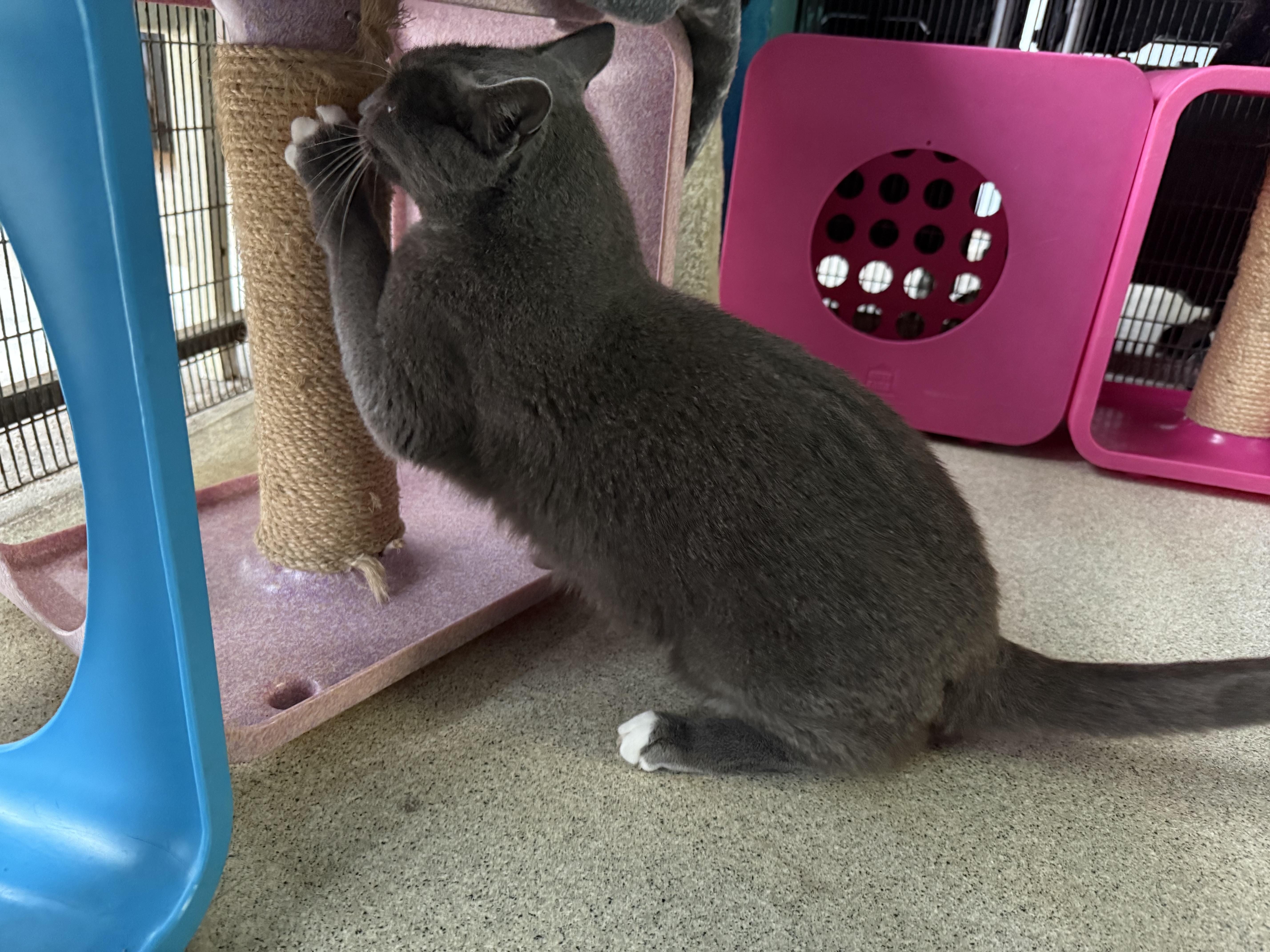 Enlarge Simon, a Adoptable Domestic Short Hair in Newport Beach, CA image 5/6