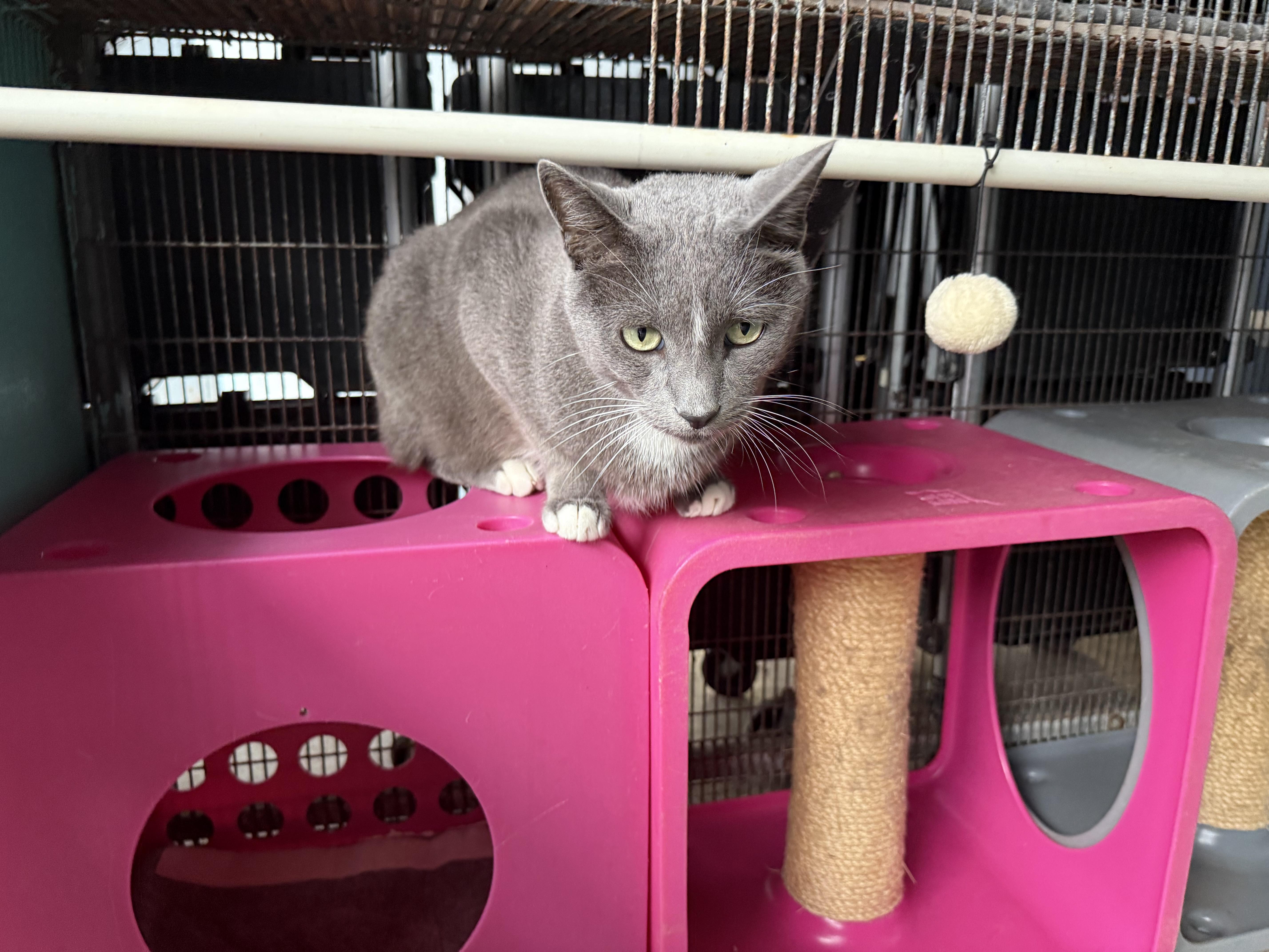 Enlarge Simon, a Adoptable Domestic Short Hair in Newport Beach, CA image 6/6